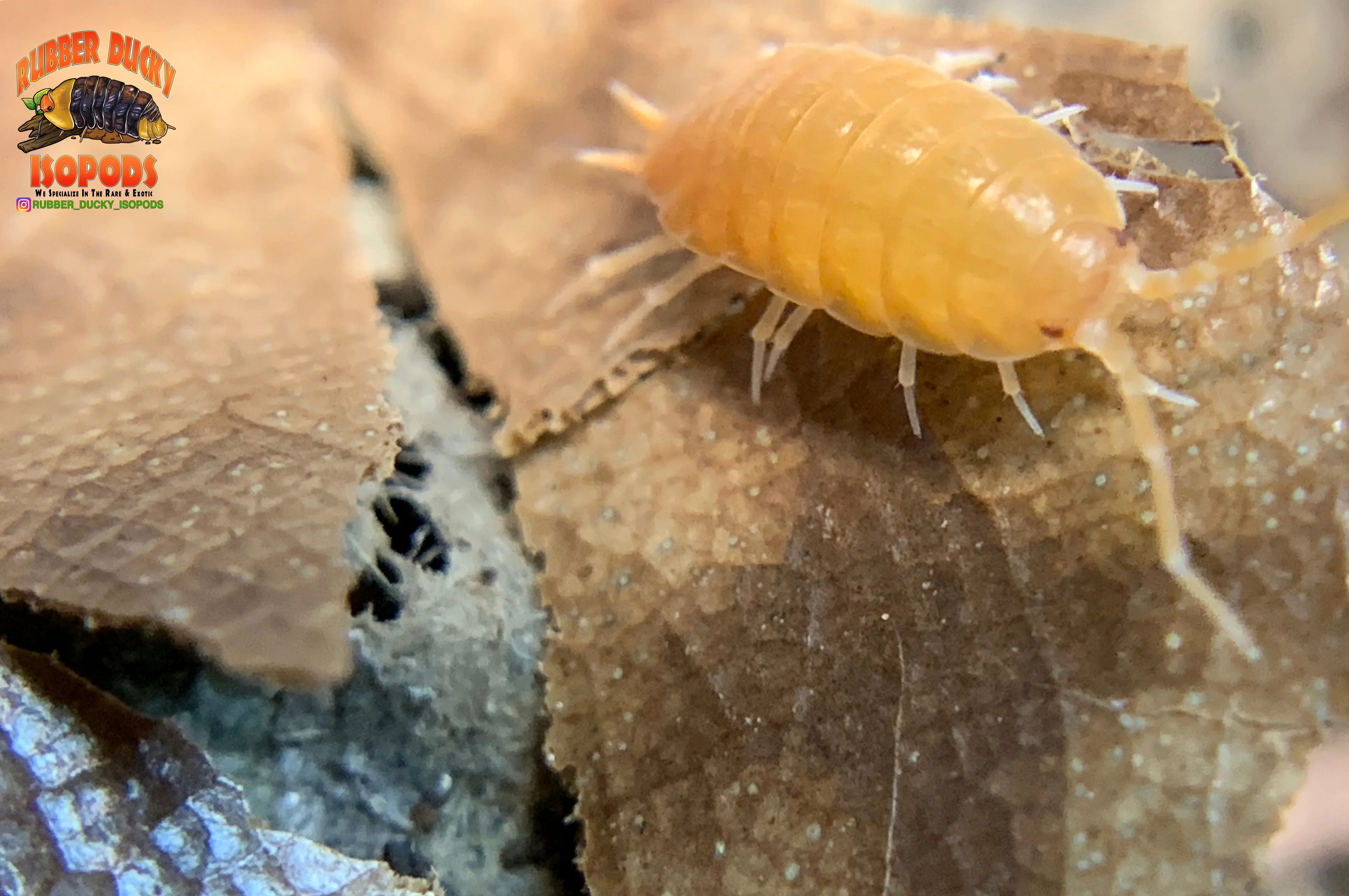 "Powder Orange" Clean Up Crew Isopods (Porcellionides pruinosus) 10 Count - Image 5