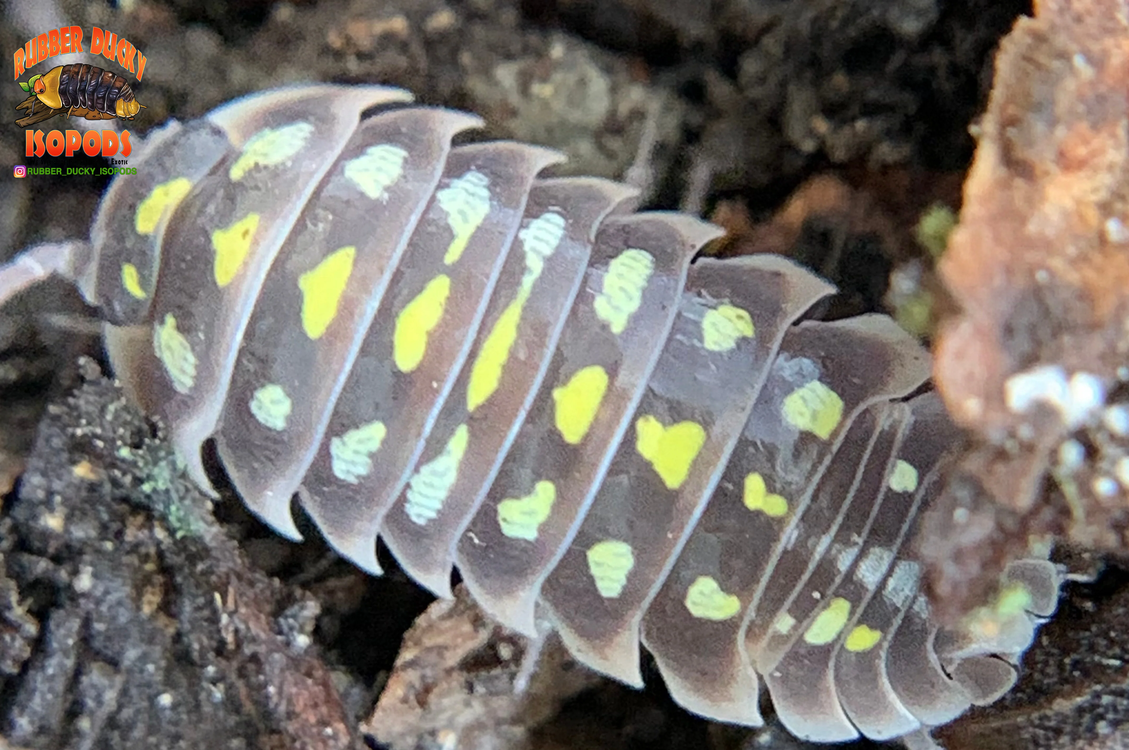 "Klugii Pudding" Clown Isopods (Armadillidum klugii) 10 Count - Image 2