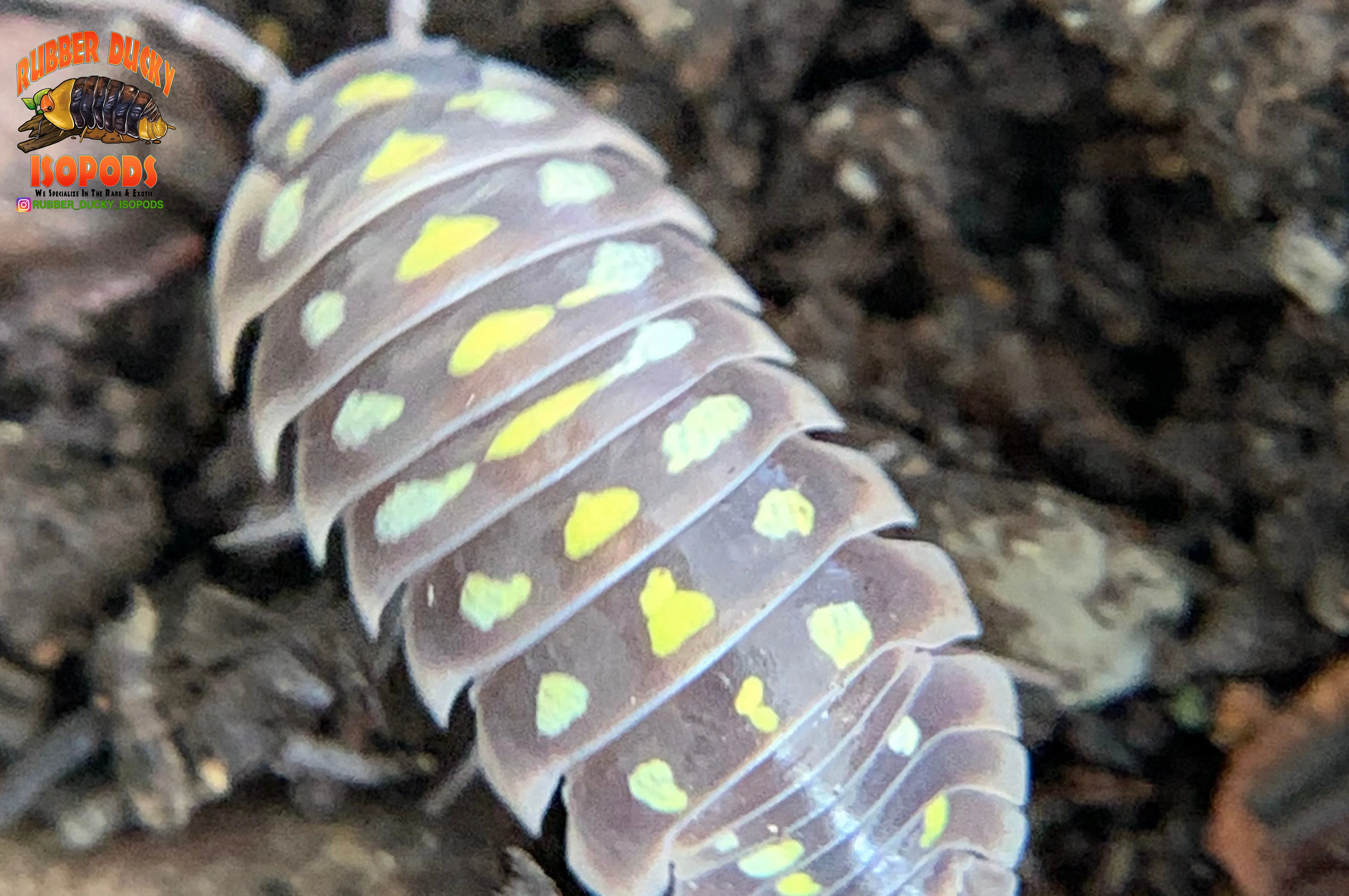"Klugii Pudding" Clown Isopods (Armadillidum klugii) 10 Count - Image 3