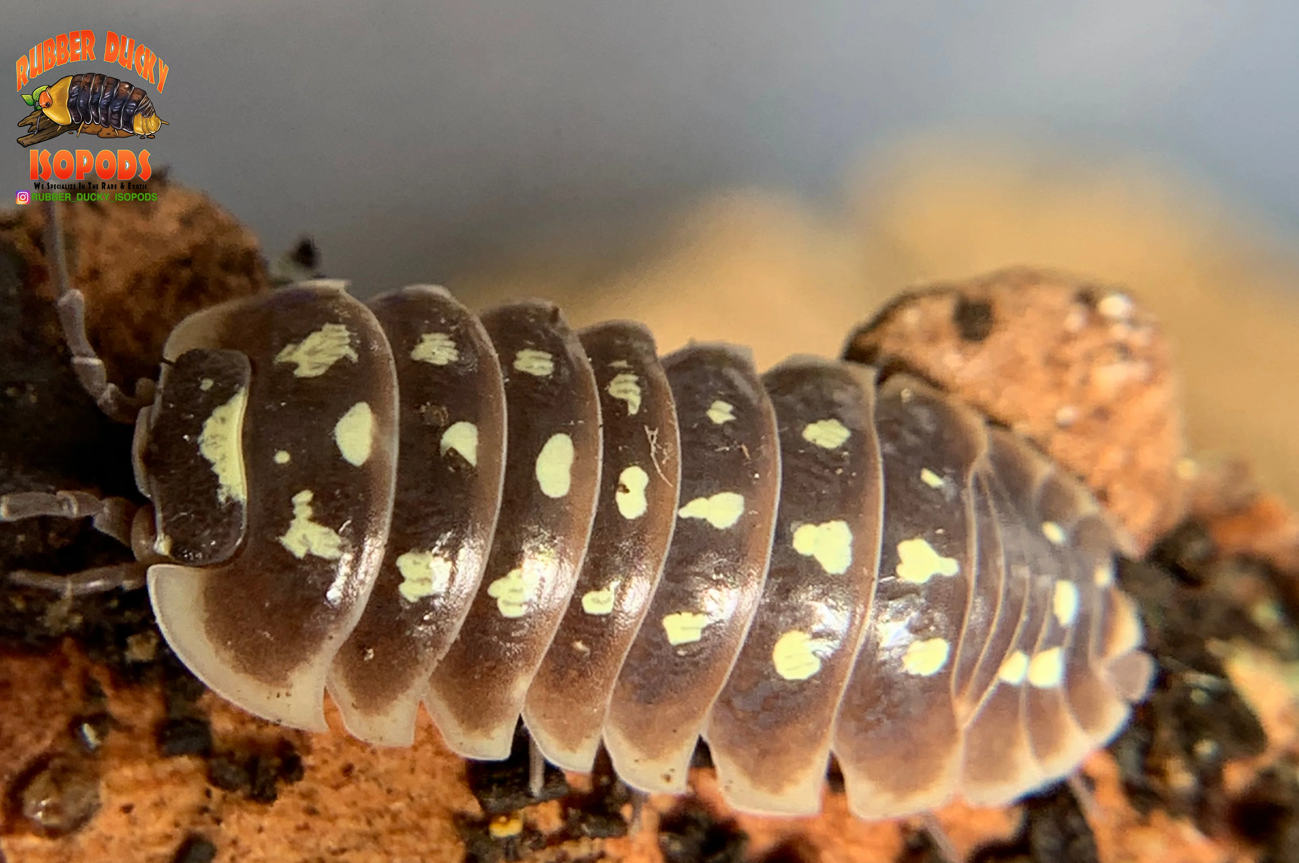 "Klugii Pudding" Clown Isopods (Armadillidum klugii) 10 Count - Image 4
