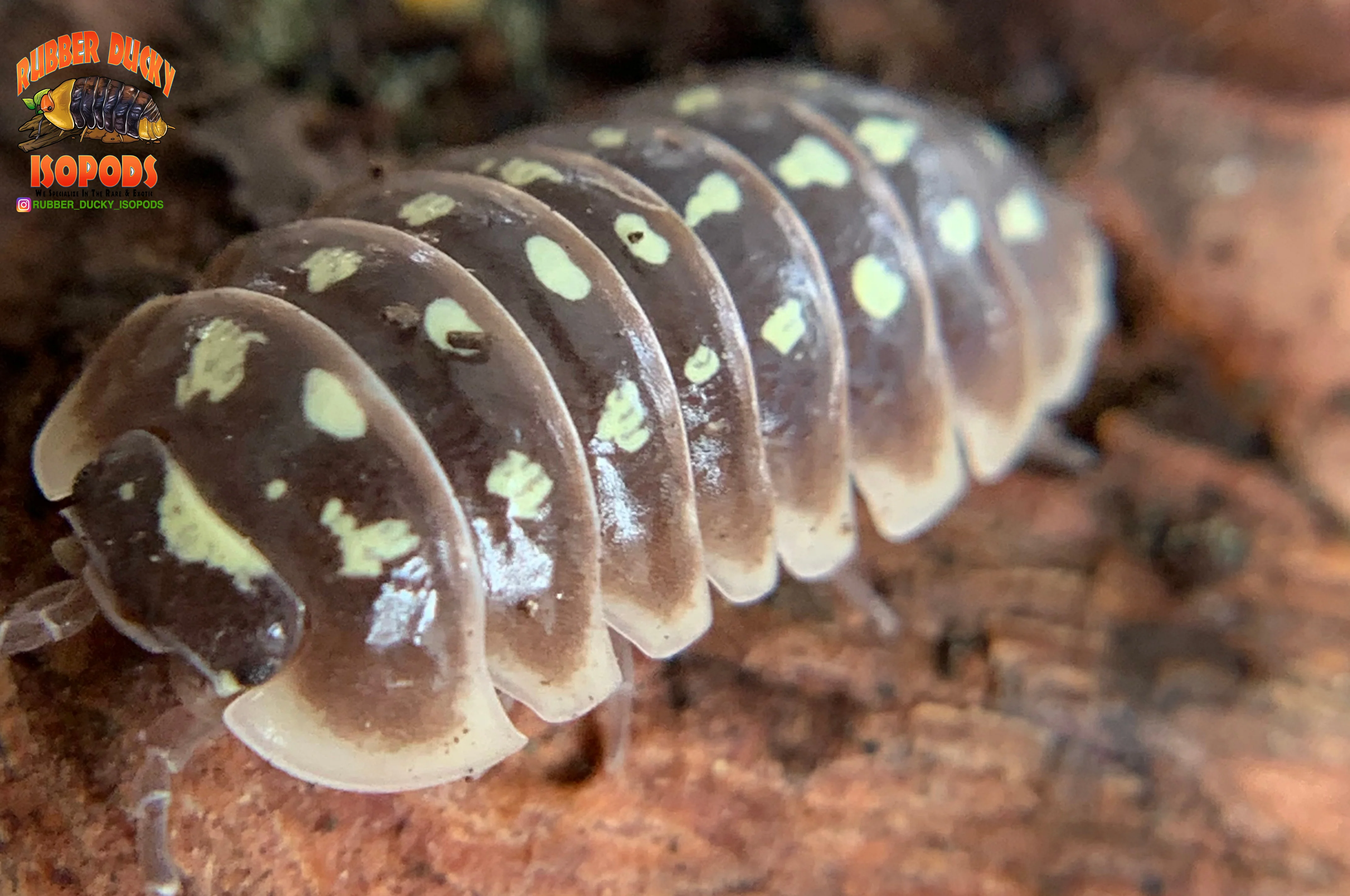 "Klugii Pudding" Clown Isopods (Armadillidum klugii) 10 Count - Image 5