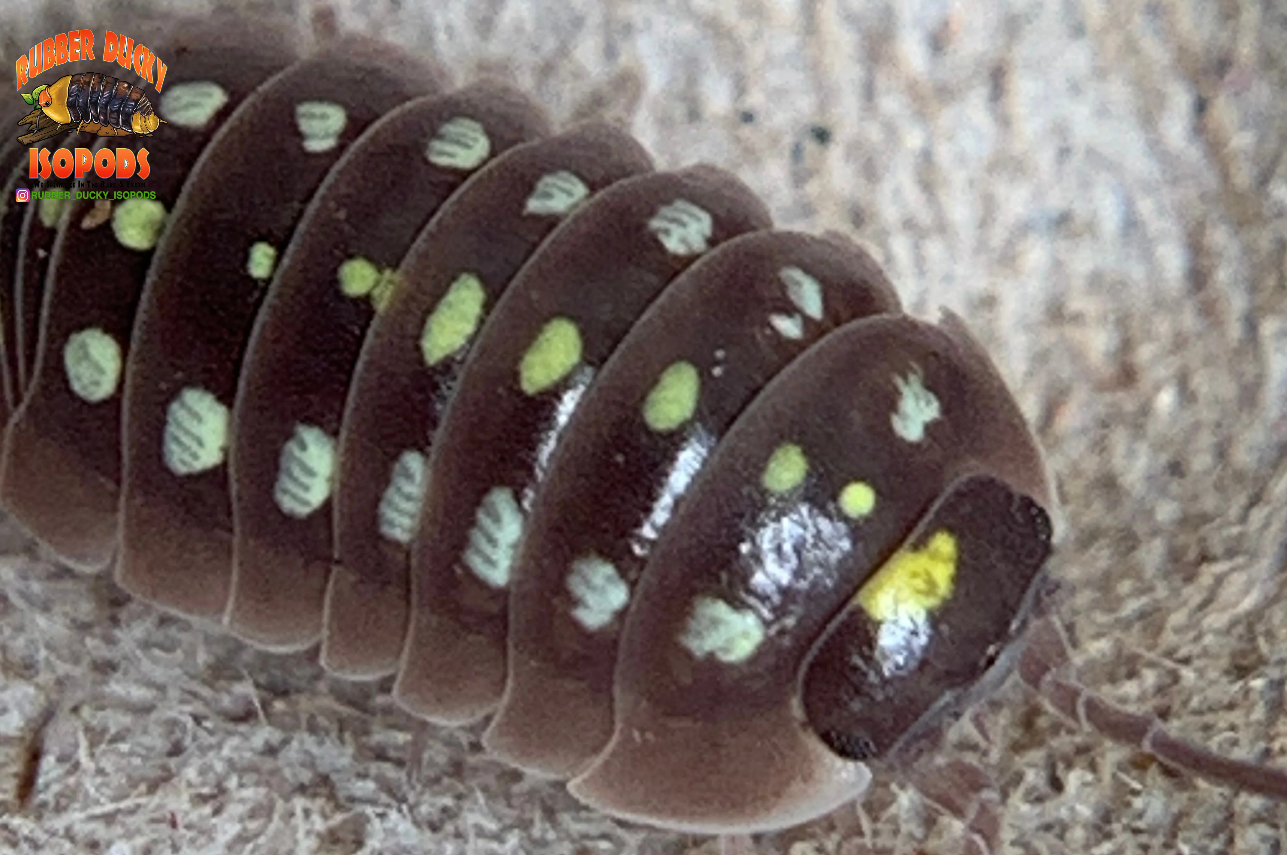 "Klugii Pudding" Clown Isopods (Armadillidum klugii) 10 Count - Image 6