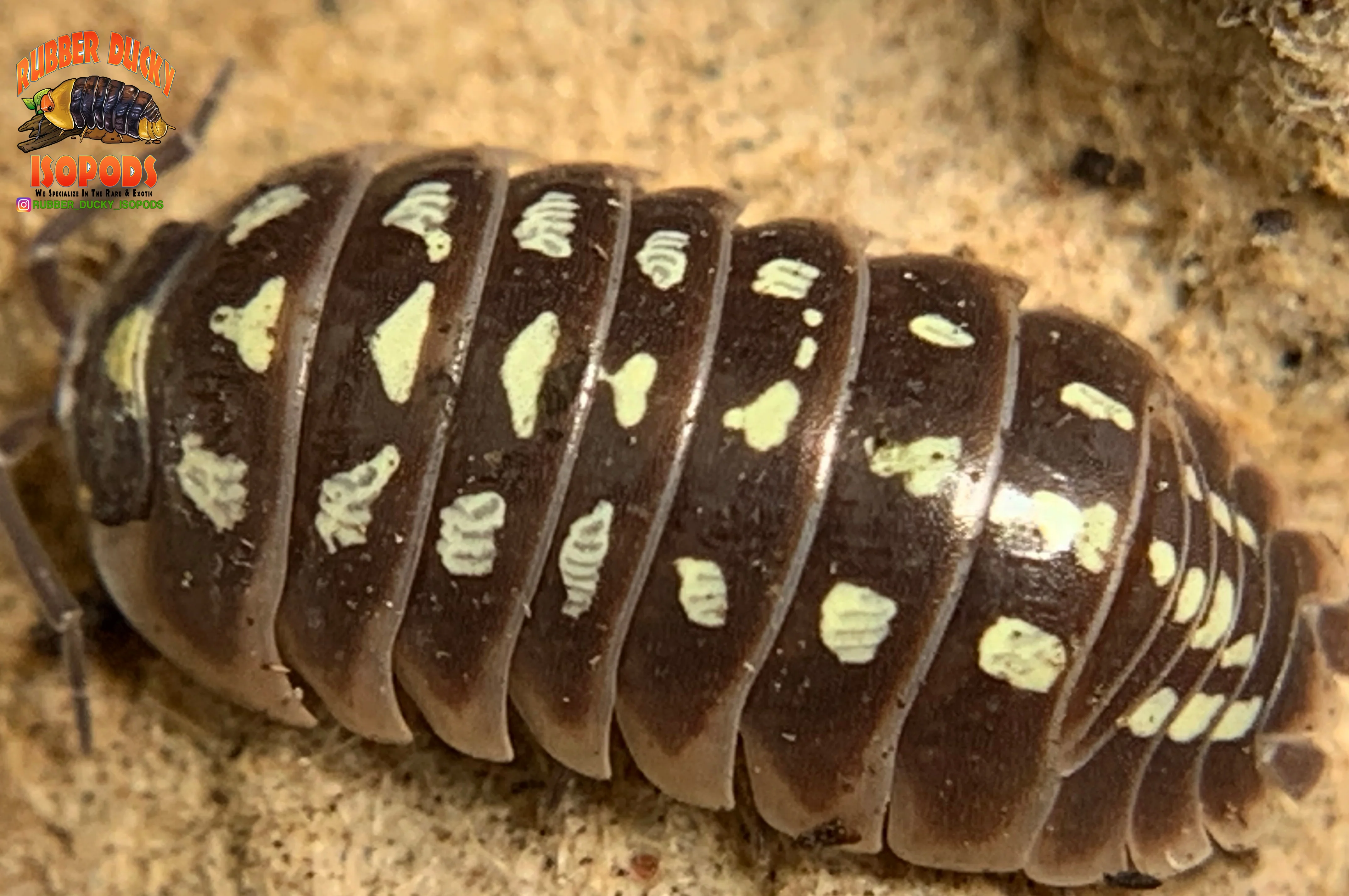 "Klugii Pudding" Clown Isopods (Armadillidum klugii) 10 Count - Image 7