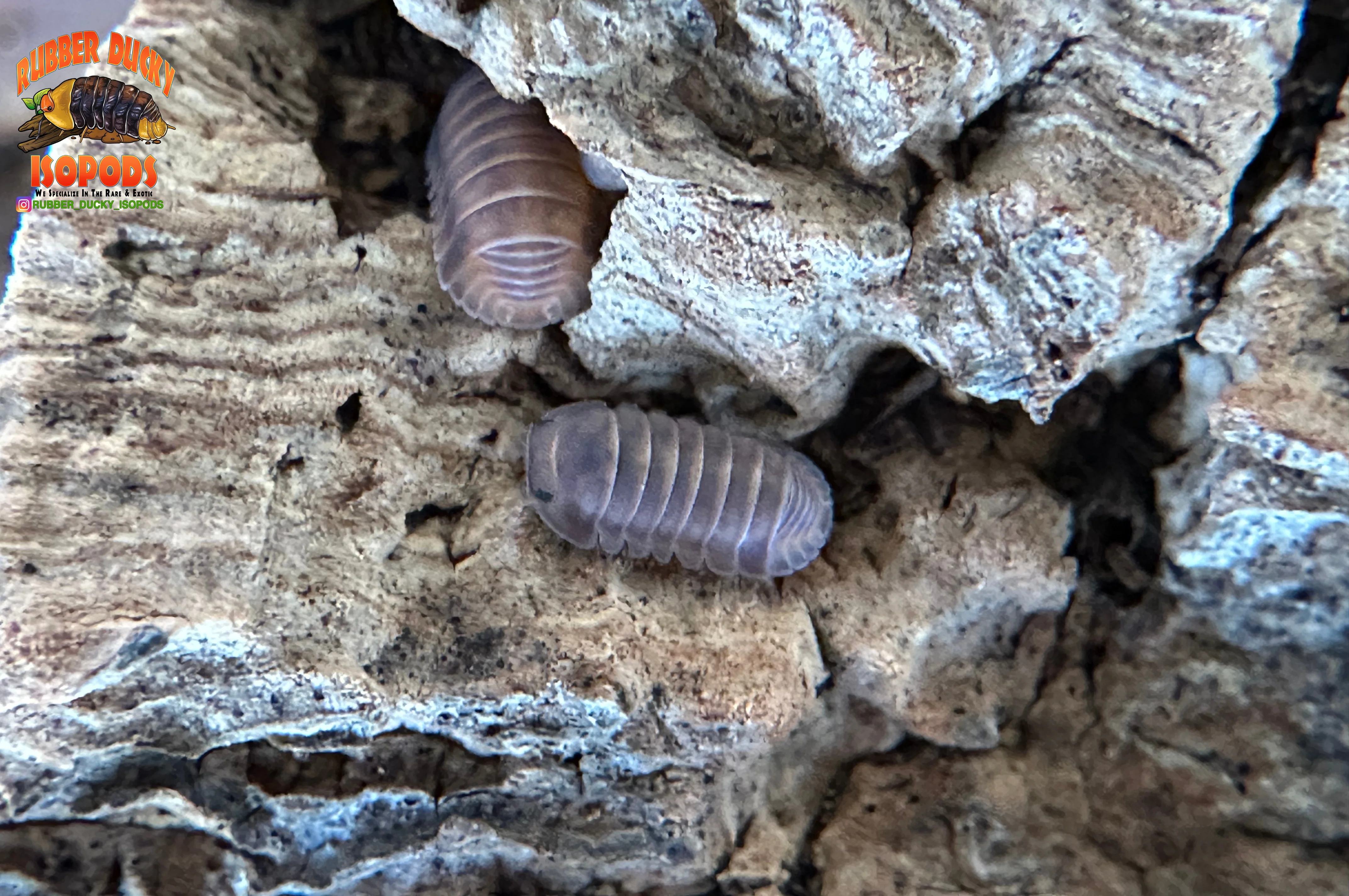 "Red Pak Chong" Red Faced Rubber Ducky Isopods  (Cubaris sp.) 6 Count - Image 2