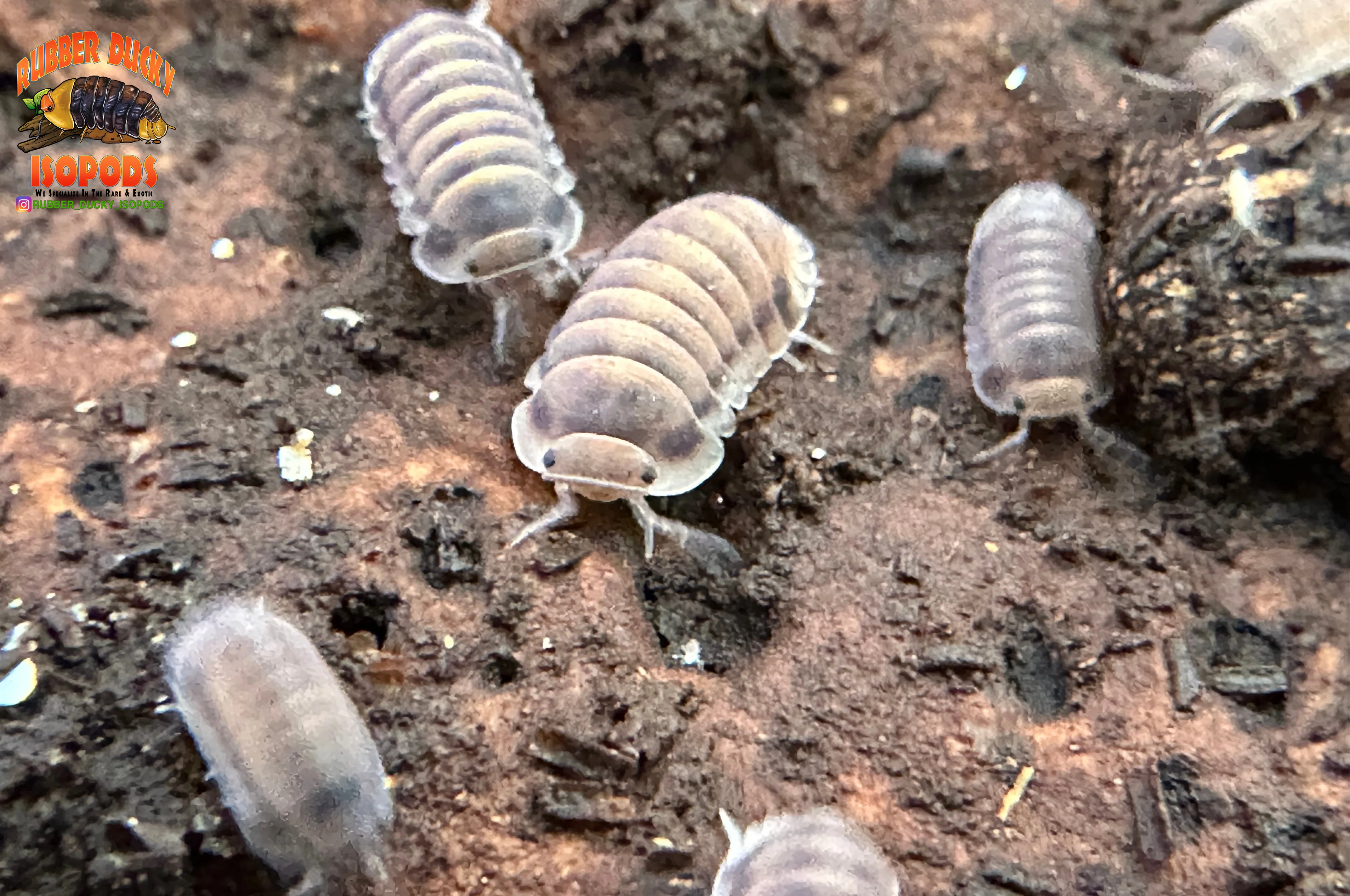 "Red Pak Chong" Red Faced Rubber Ducky Isopods  (Cubaris sp.) 6 Count - Image 3