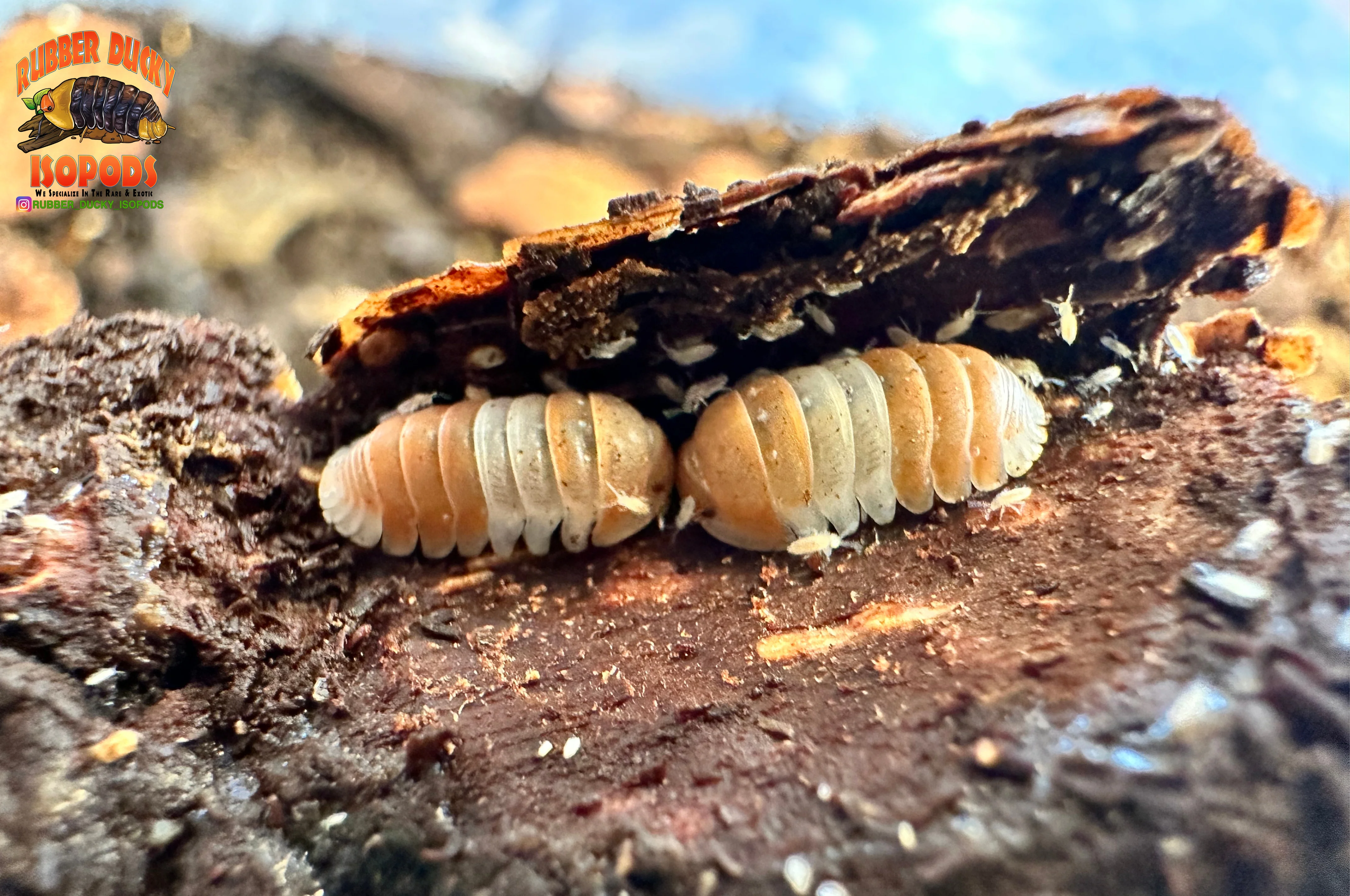 "Red Panda King" BRAND NEW Highly Desired Isopod (Cubaris sp) 10 Count - Image 2