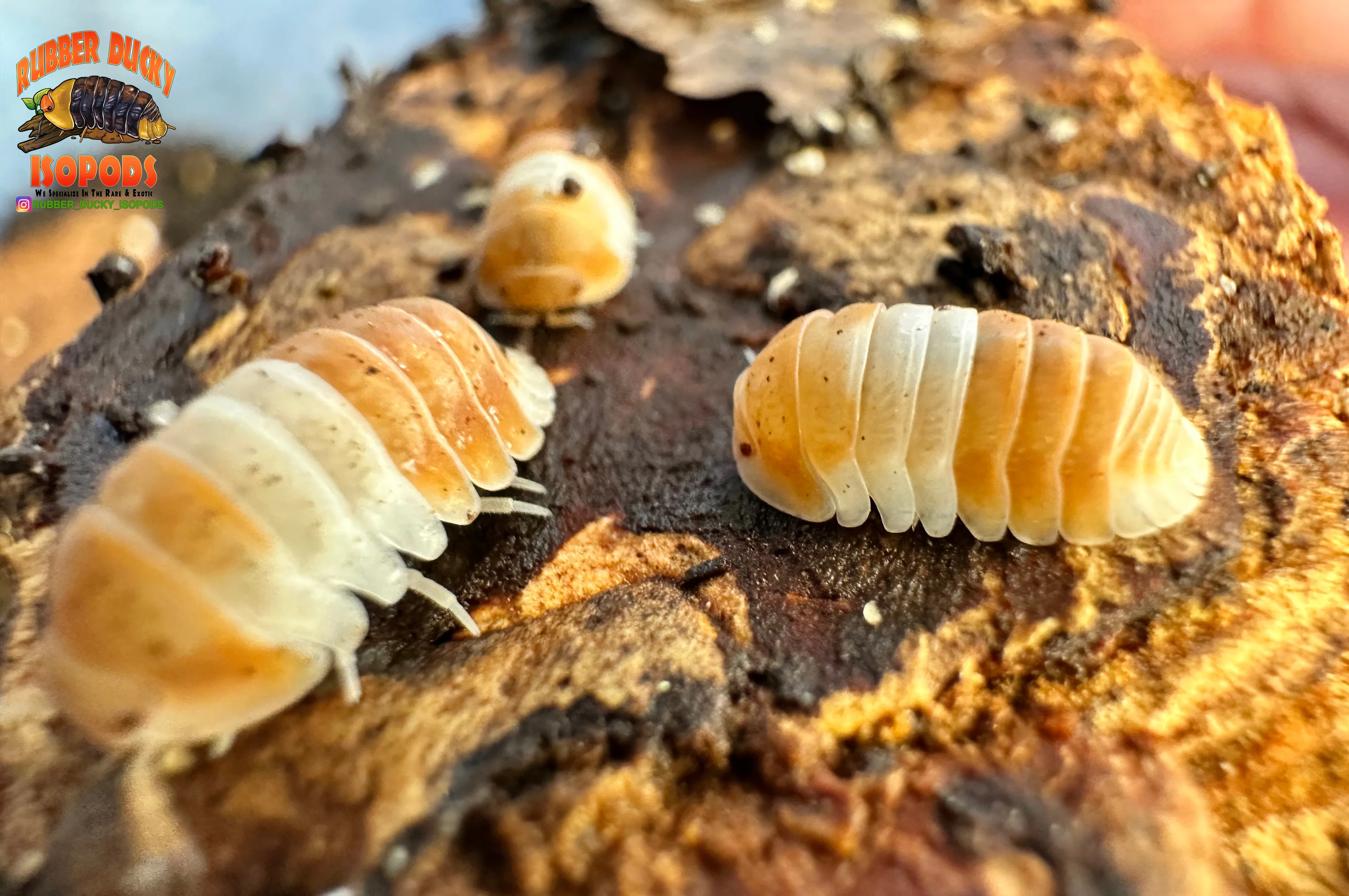 "Red Panda King" BRAND NEW Highly Desired Isopod (Cubaris sp) 10 Count - Image 3