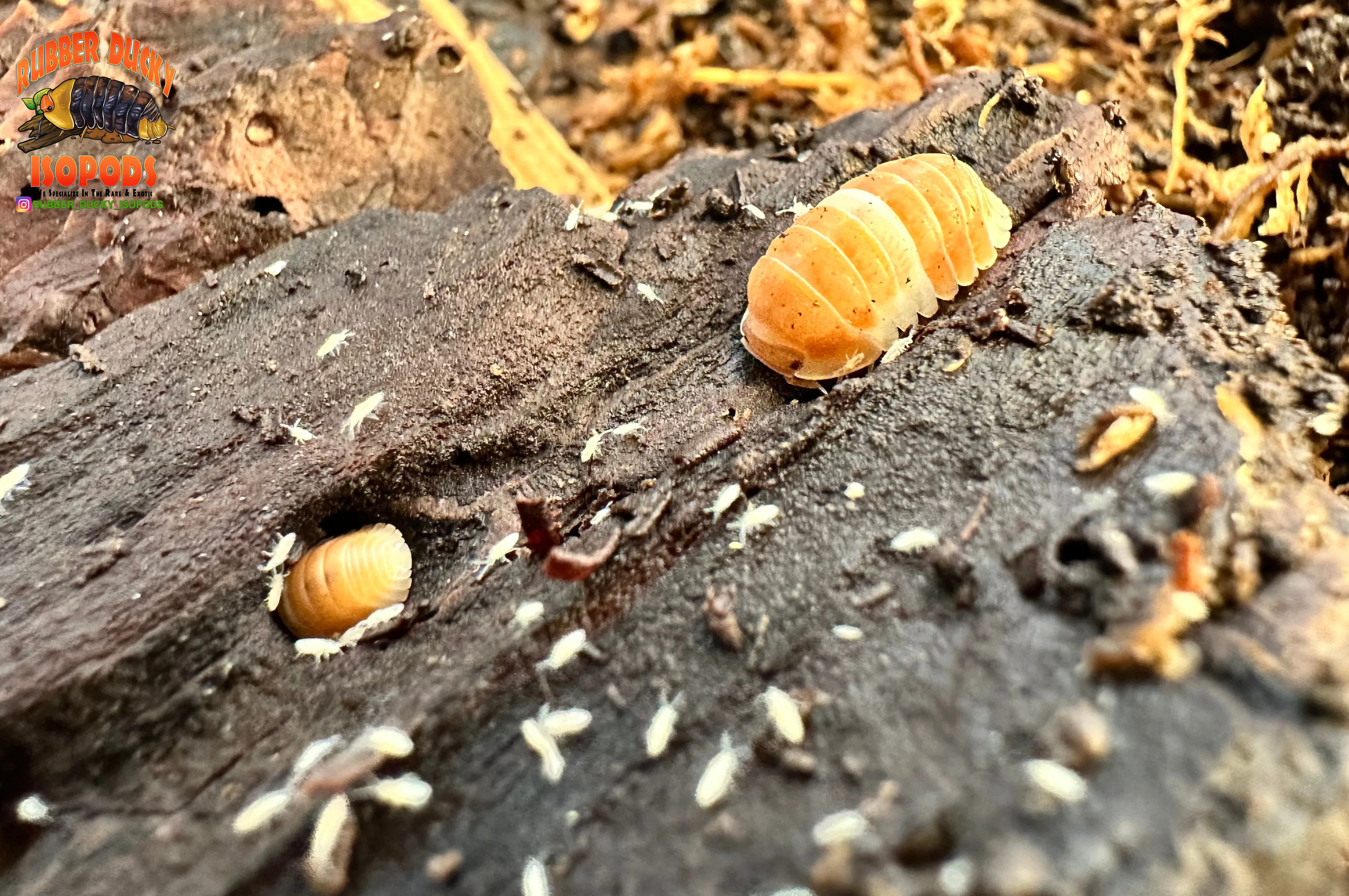 "Red Panda King" BRAND NEW Highly Desired Isopod (Cubaris sp) 10 Count - Image 4
