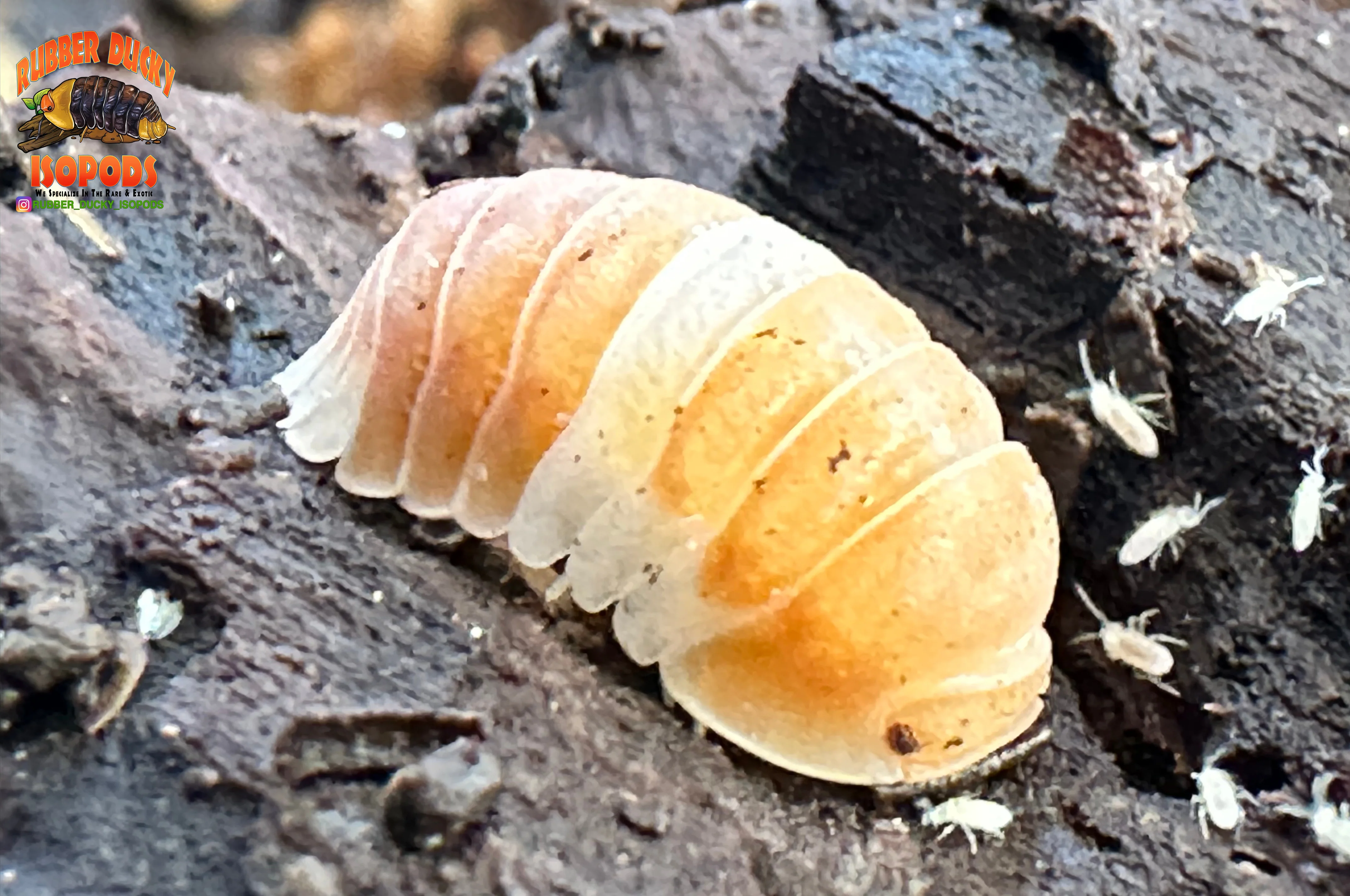 "Red Panda King" BRAND NEW Highly Desired Isopod (Cubaris sp) 10 Count - Image 5