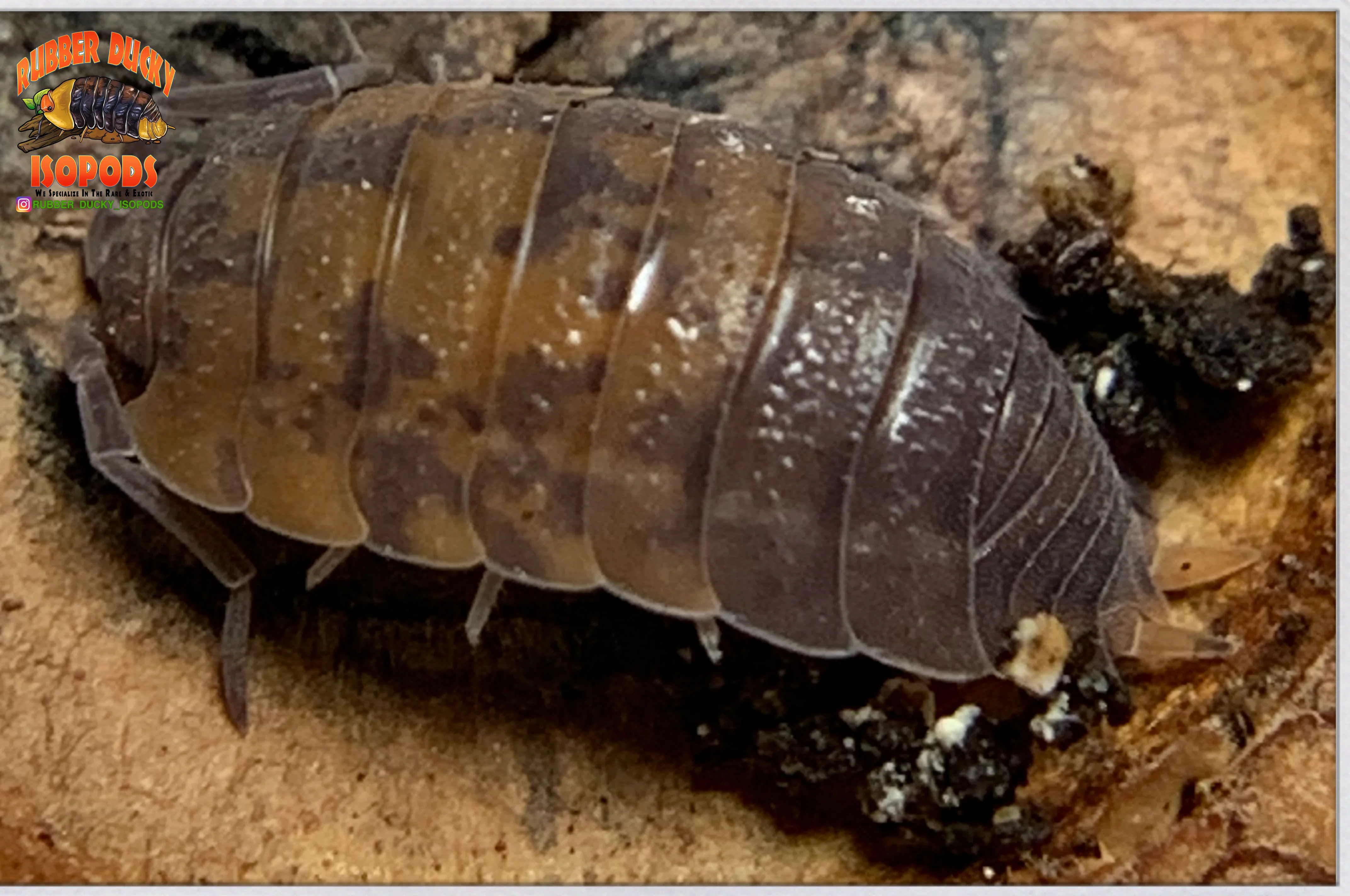 "Red Calico" Unique Clean Up Crew Isopods (Porcellio scaber) 10 Count - Image 3
