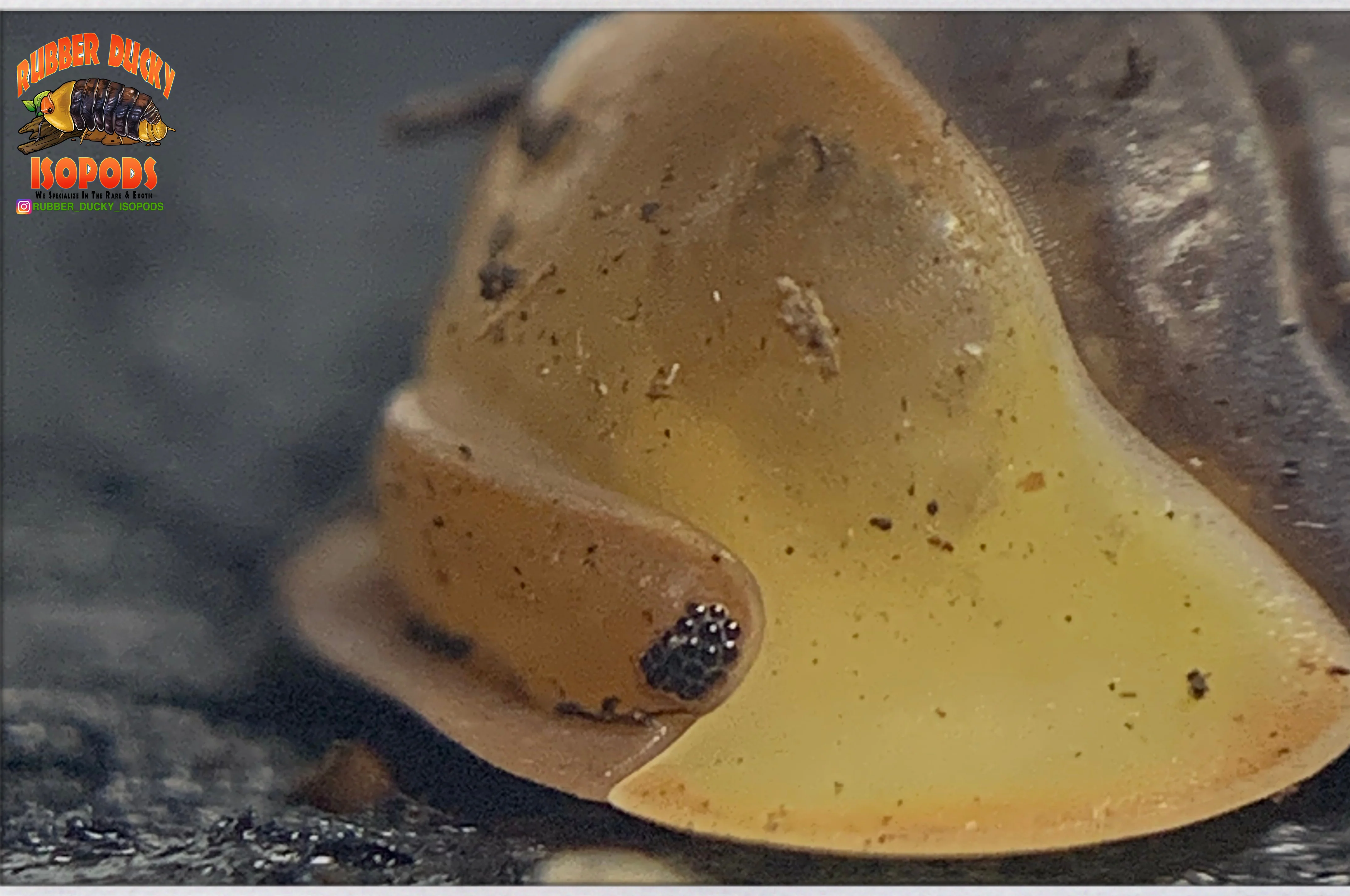 "Rubber Ducky OG " SOUGHT AFTER Designer Isopods (Cubaris sp)  6 Count - Image 2