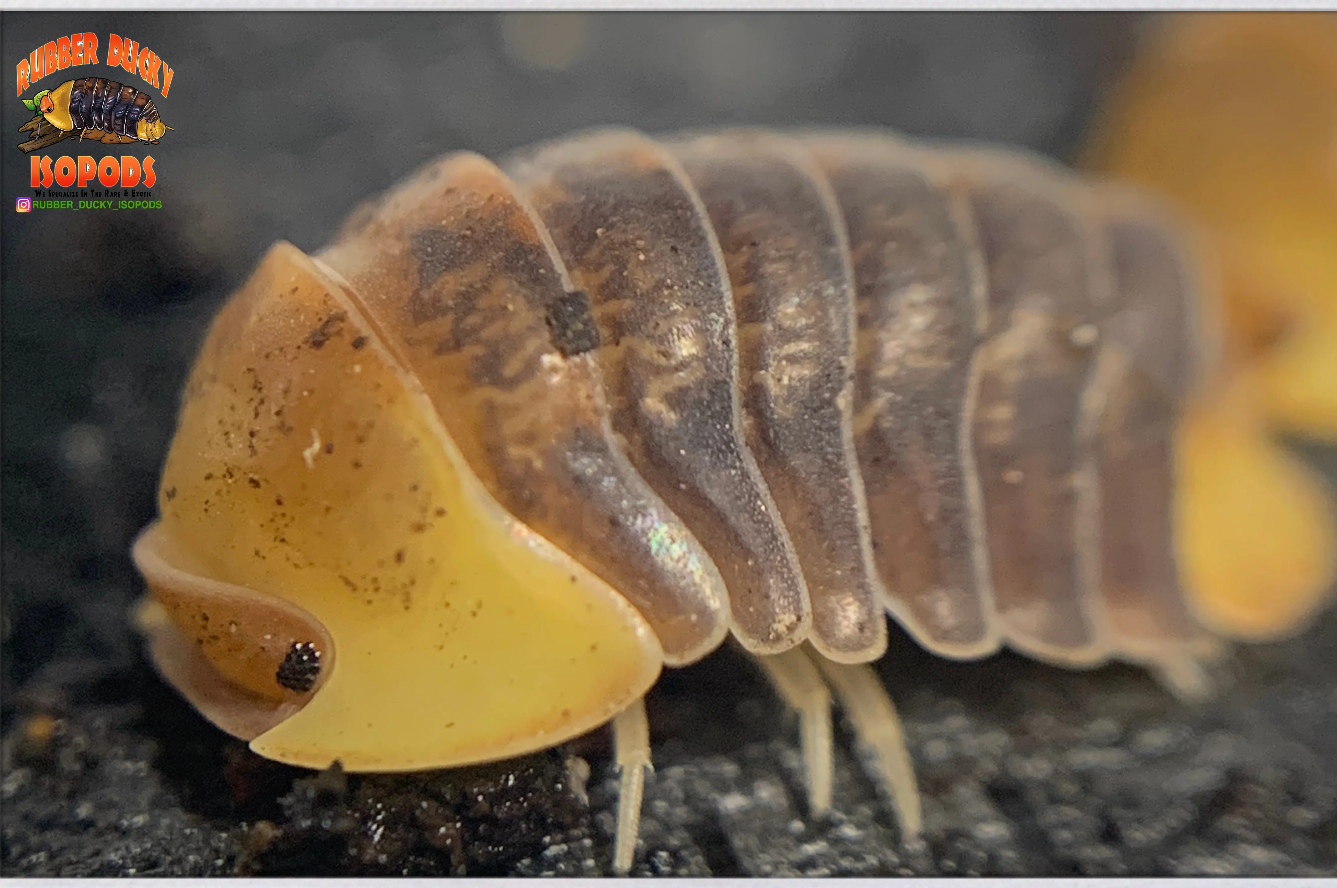 "Rubber Ducky OG " SOUGHT AFTER Designer Isopods (Cubaris sp)  6 Count - Image 3