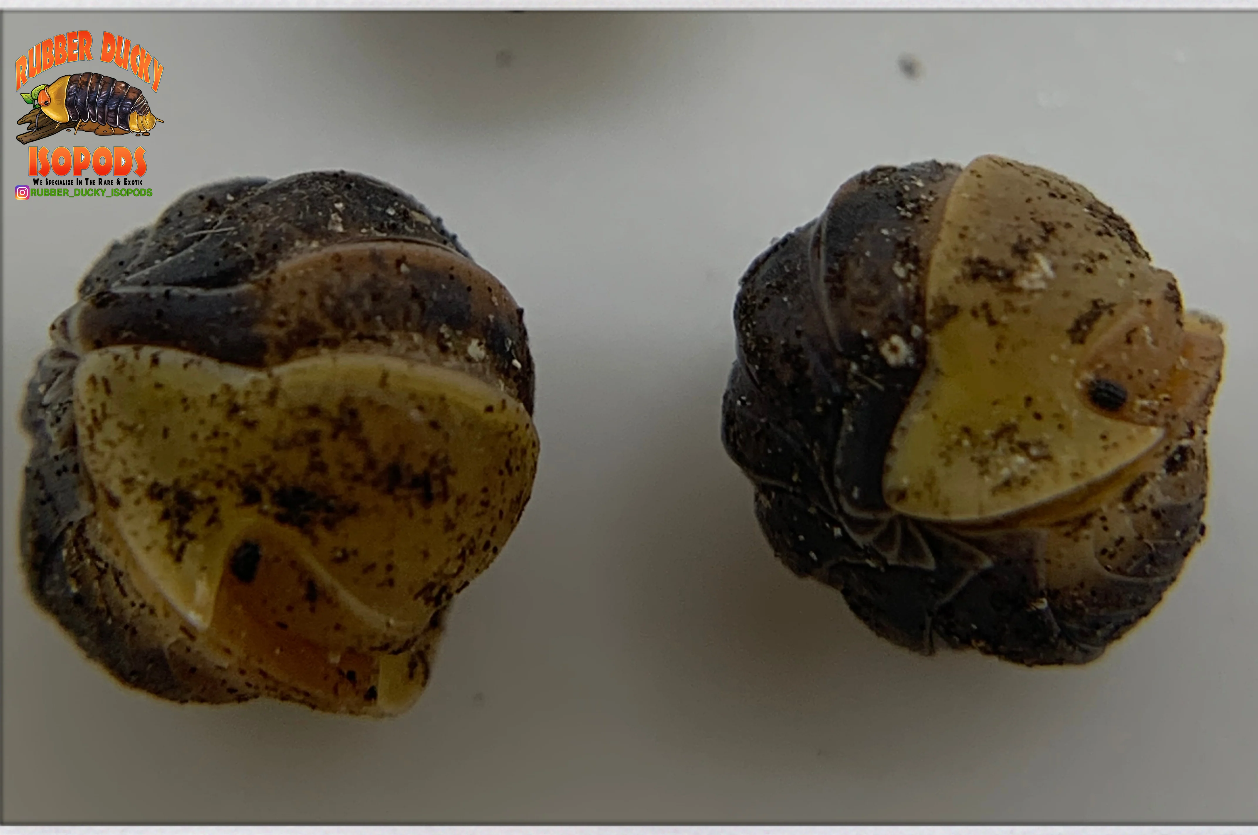 "Rubber Ducky OG " SOUGHT AFTER Designer Isopods (Cubaris sp)  6 Count - Image 4