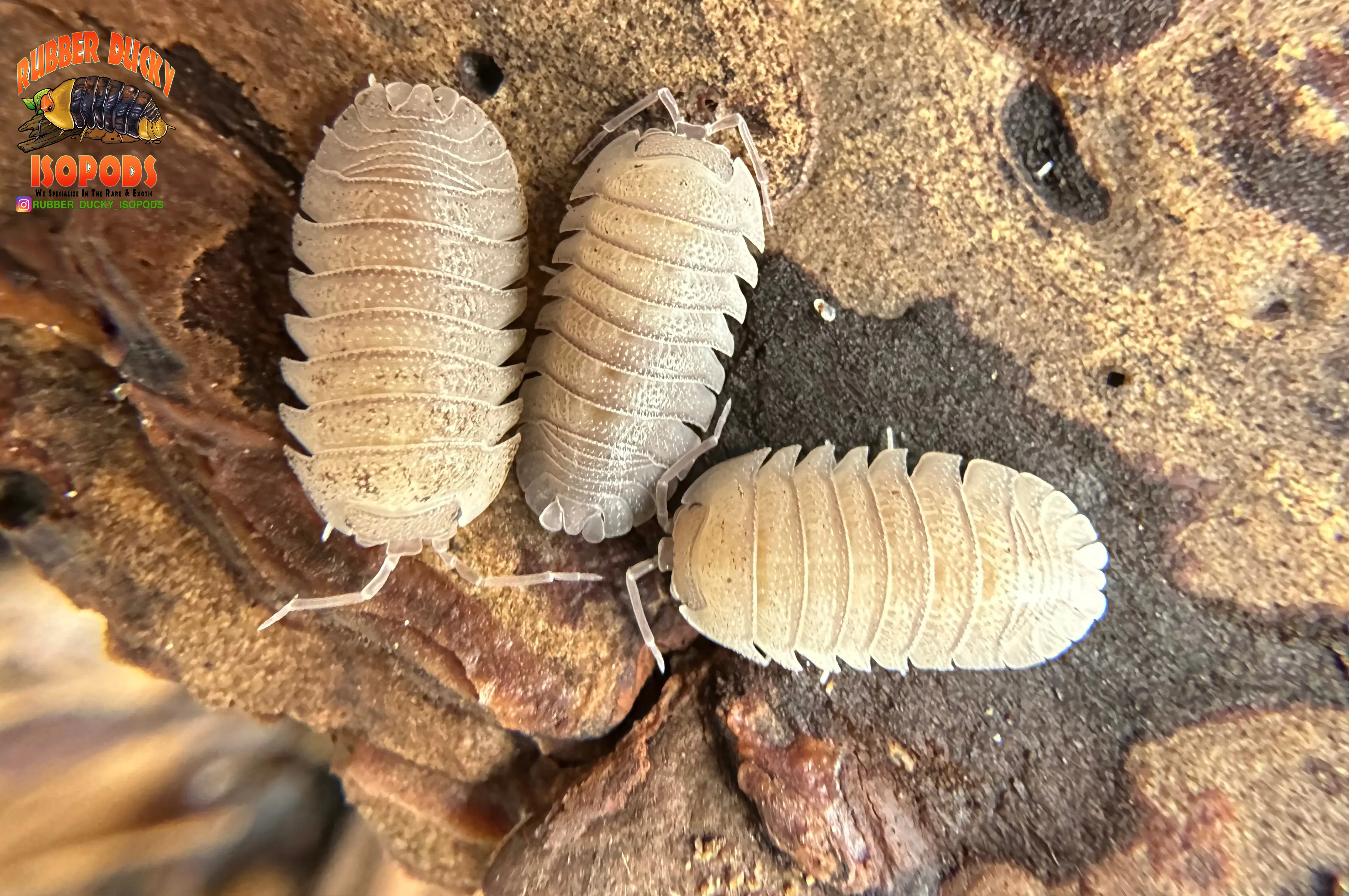 "Sandstone" Robust Isopods (Armadillidium scaberrimum) 10 Count - Image 3