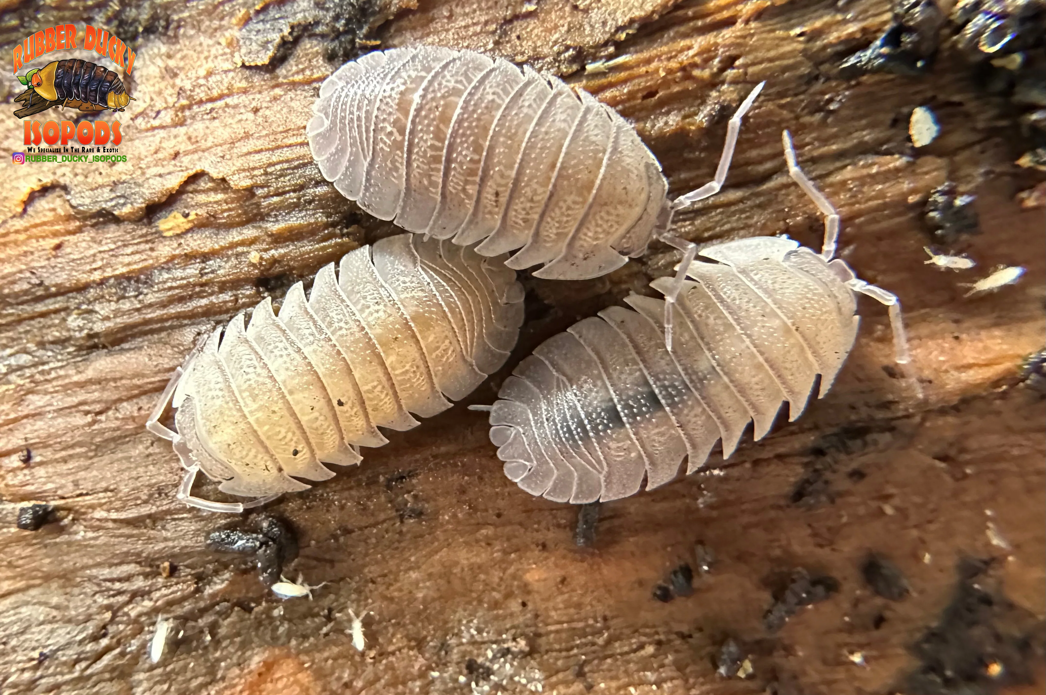 "Sandstone" Robust Isopods (Armadillidium scaberrimum) 10 Count - Image 4