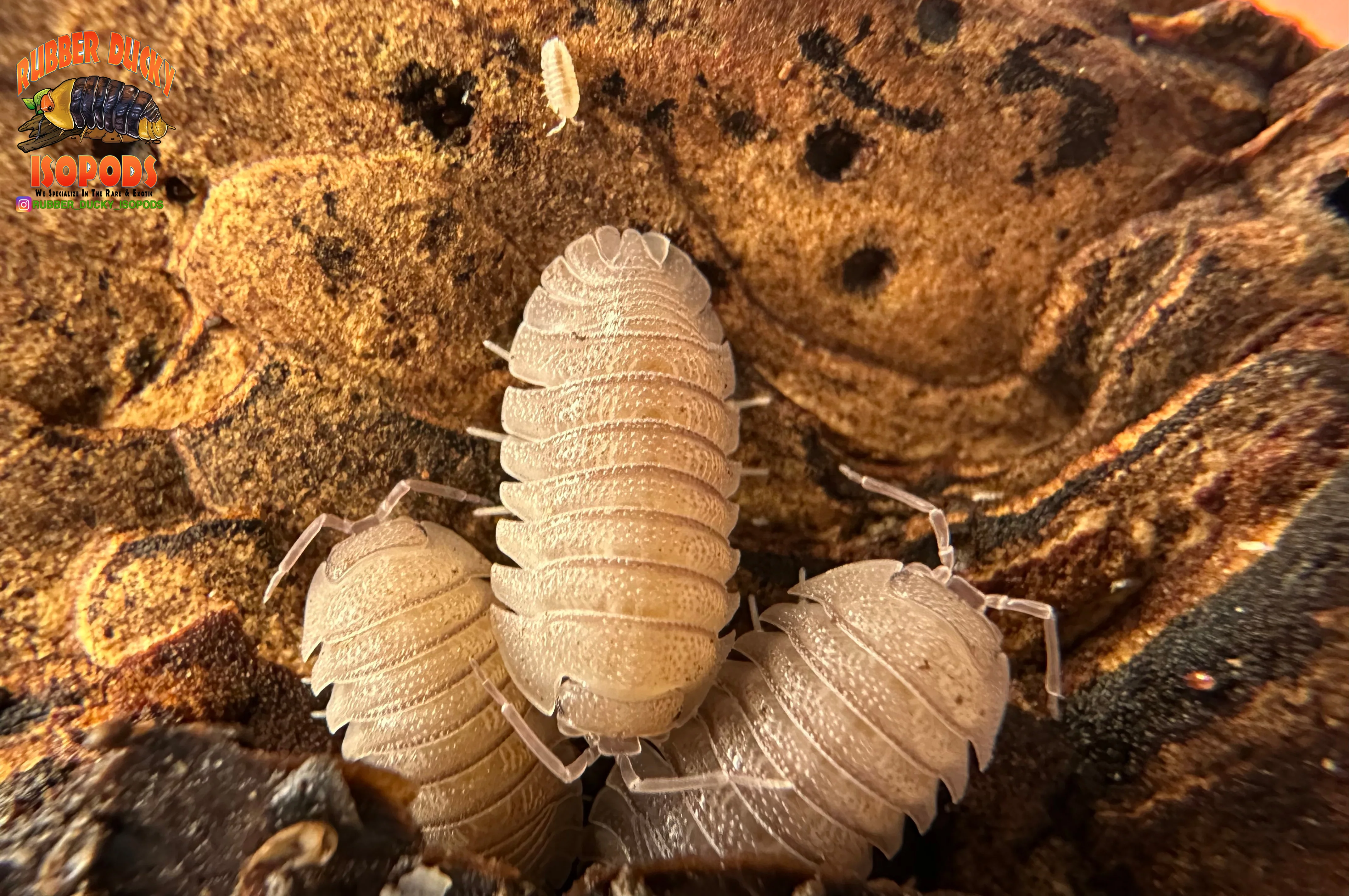 "Sandstone" Robust Isopods (Armadillidium scaberrimum) 10 Count - Image 5