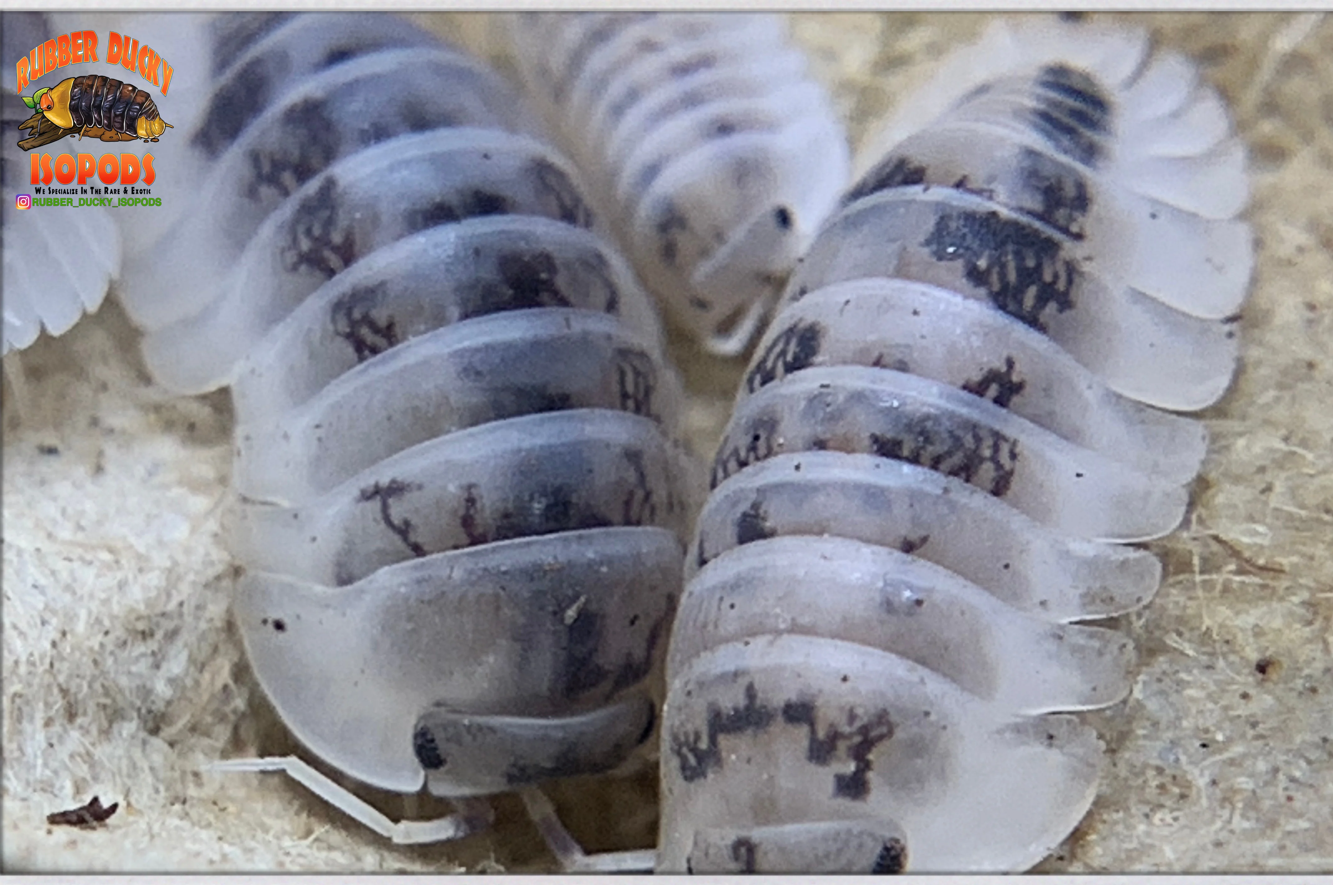 "Shiro Utsuri" Samurai Soldier Isopods  (Cubaris sp.) 6 Count - Image 3