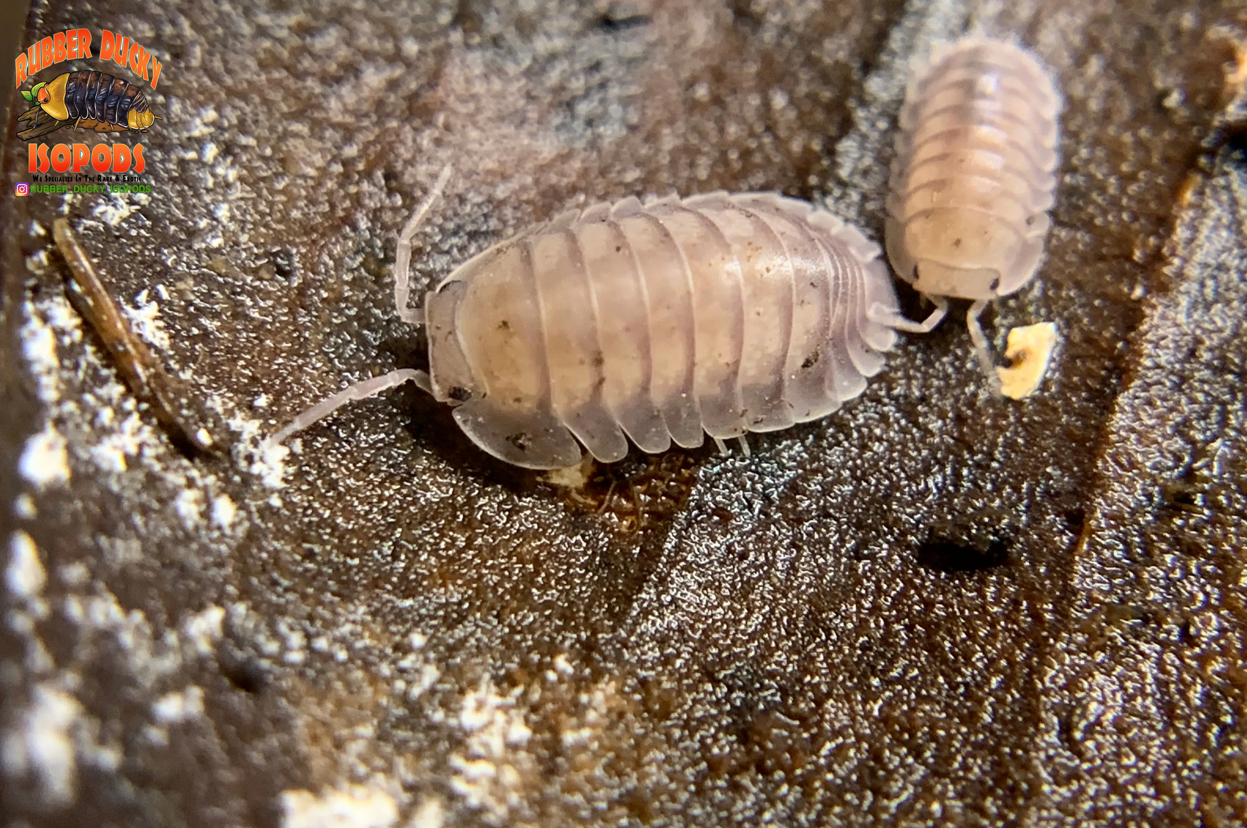 "Silver Ghosts" Quick Breeding Designer Isopods (Cubaris sp) 6 Count - Image 2