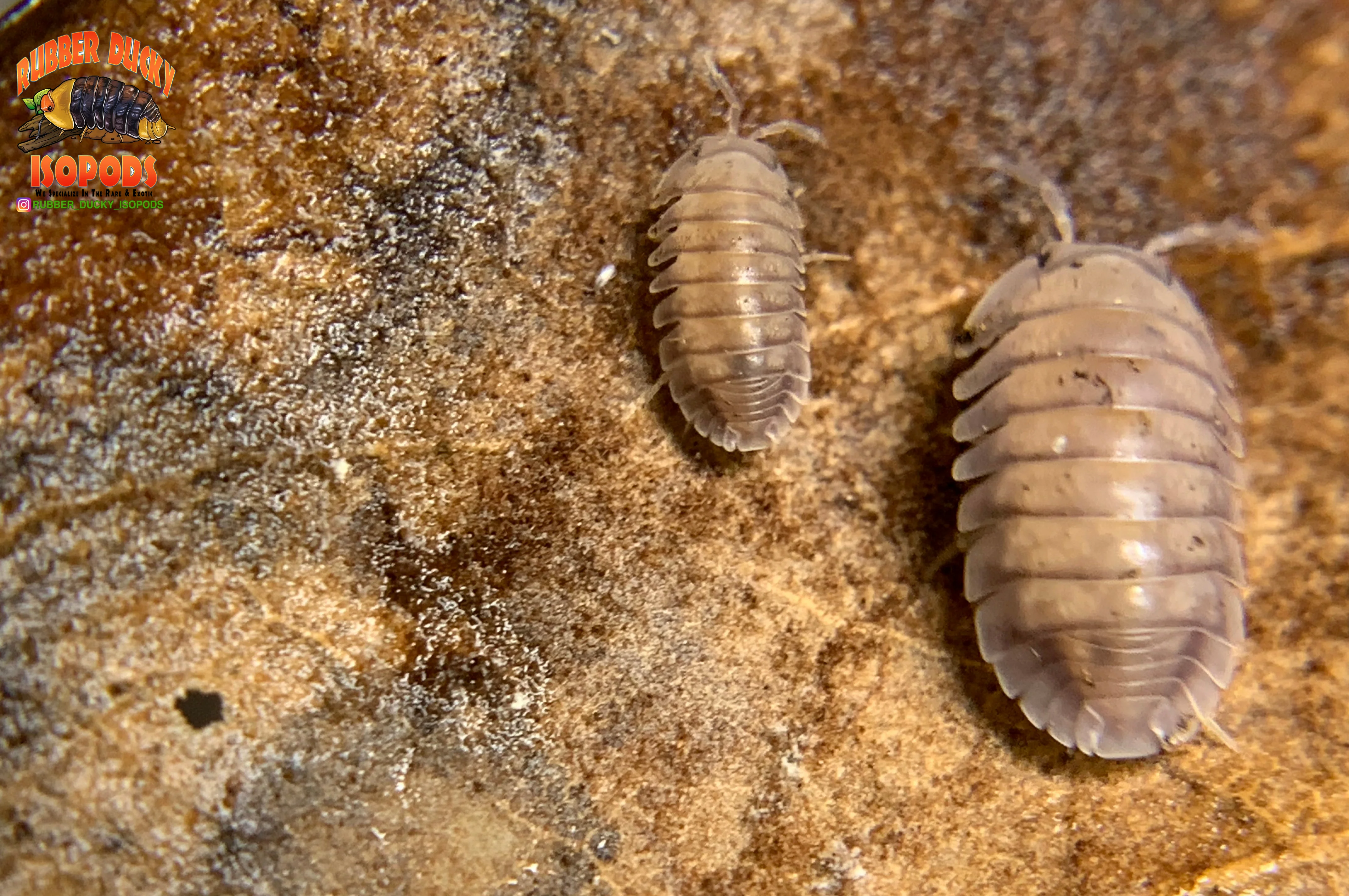 "Silver Ghosts" Quick Breeding Designer Isopods (Cubaris sp) 6 Count - Image 3