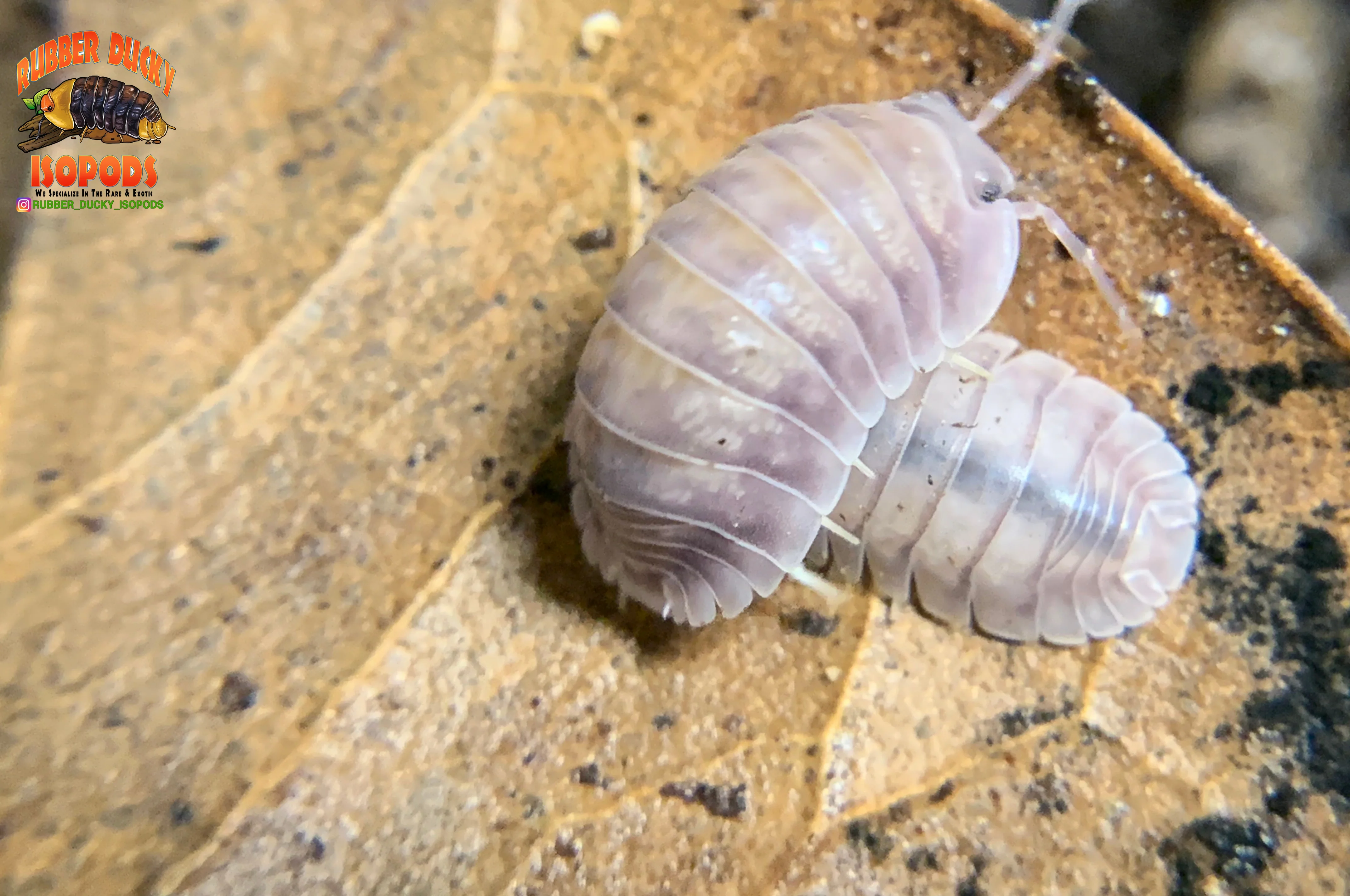 "Silver Ghosts" Quick Breeding Designer Isopods (Cubaris sp) 6 Count - Image 4