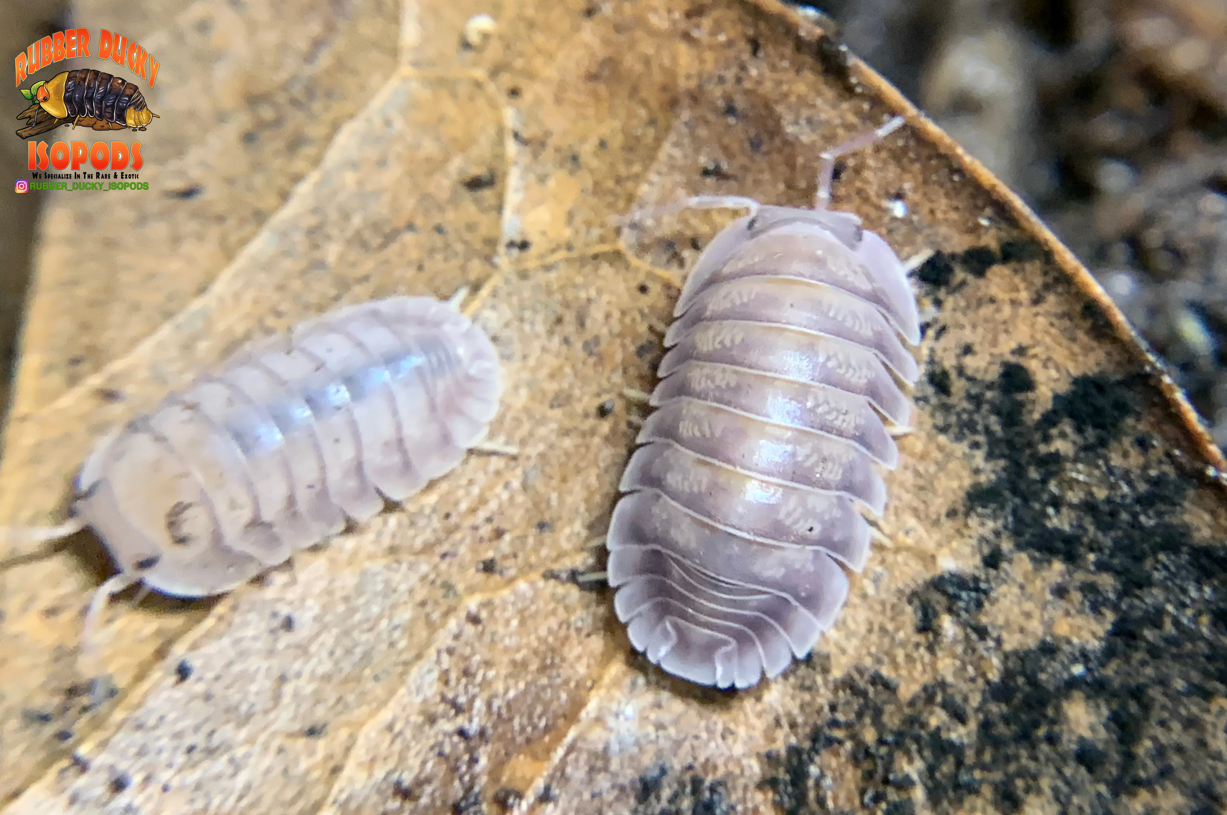 "Silver Ghosts" Quick Breeding Designer Isopods (Cubaris sp) 6 Count - Image 5