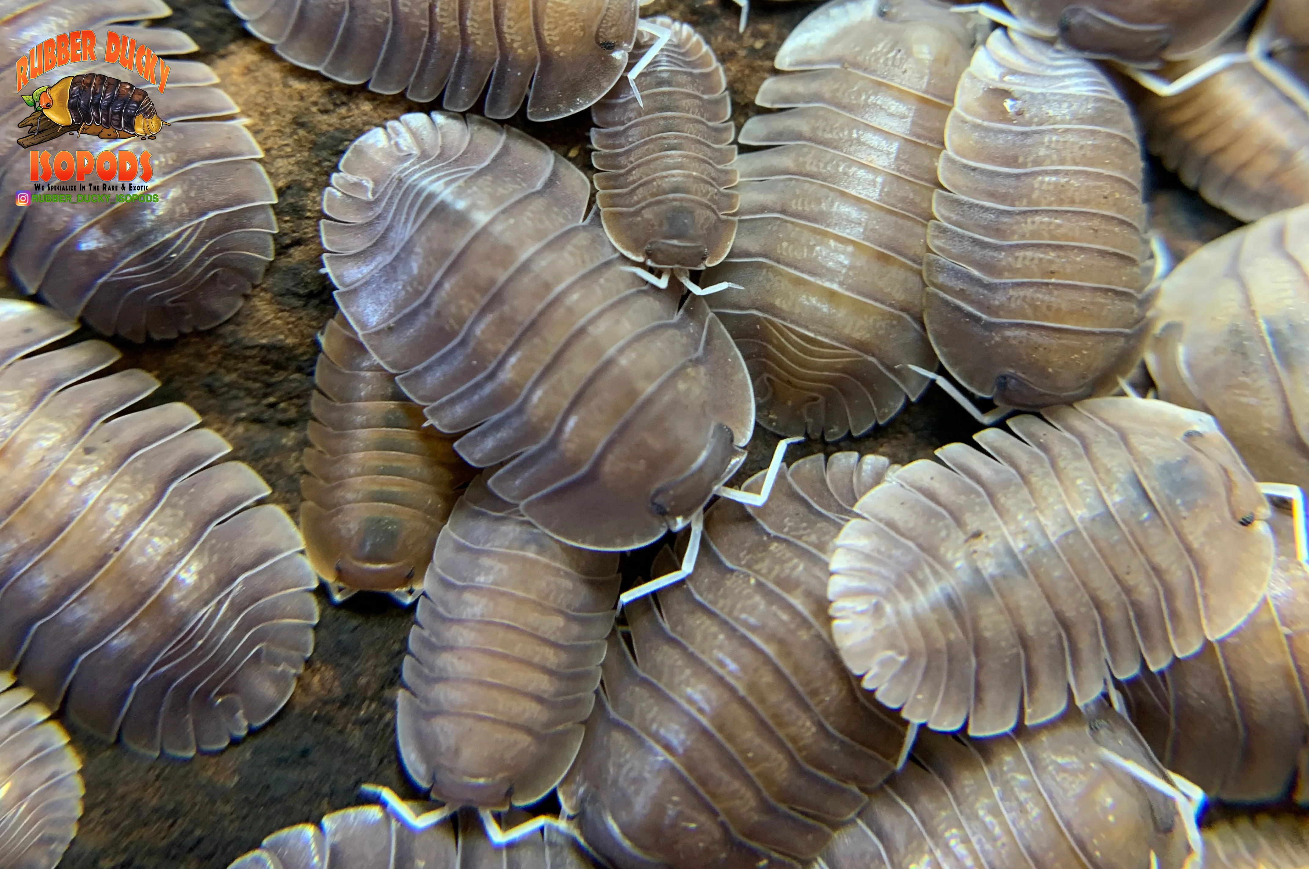 "Soil" Highly Sought After Exotic Isopods (Cubaris sp.) 6 Count - Image 2