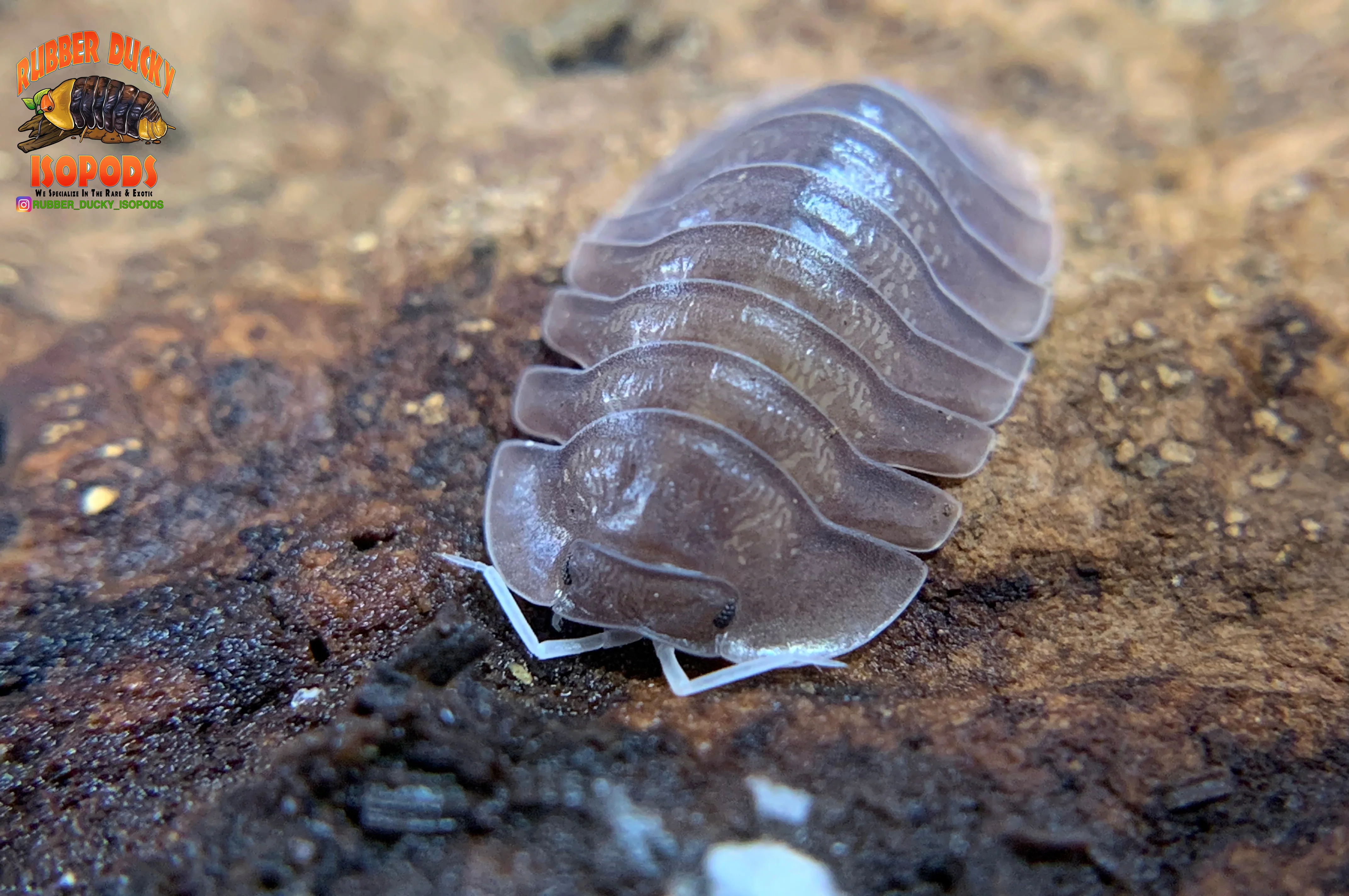 "Soil" Highly Sought After Exotic Isopods (Cubaris sp.) 6 Count - Image 3