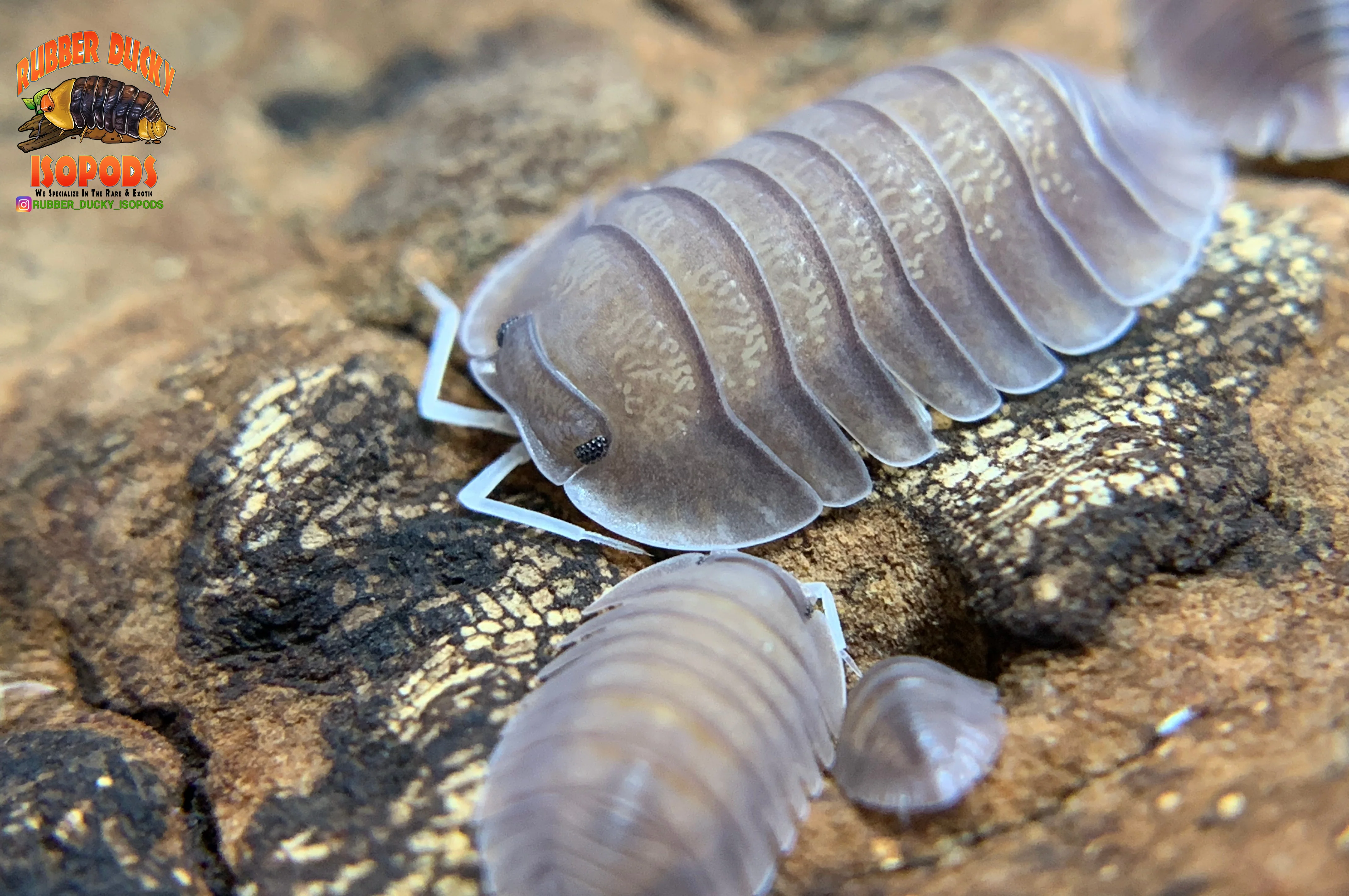 "Soil" Highly Sought After Exotic Isopods (Cubaris sp.) 6 Count - Image 4