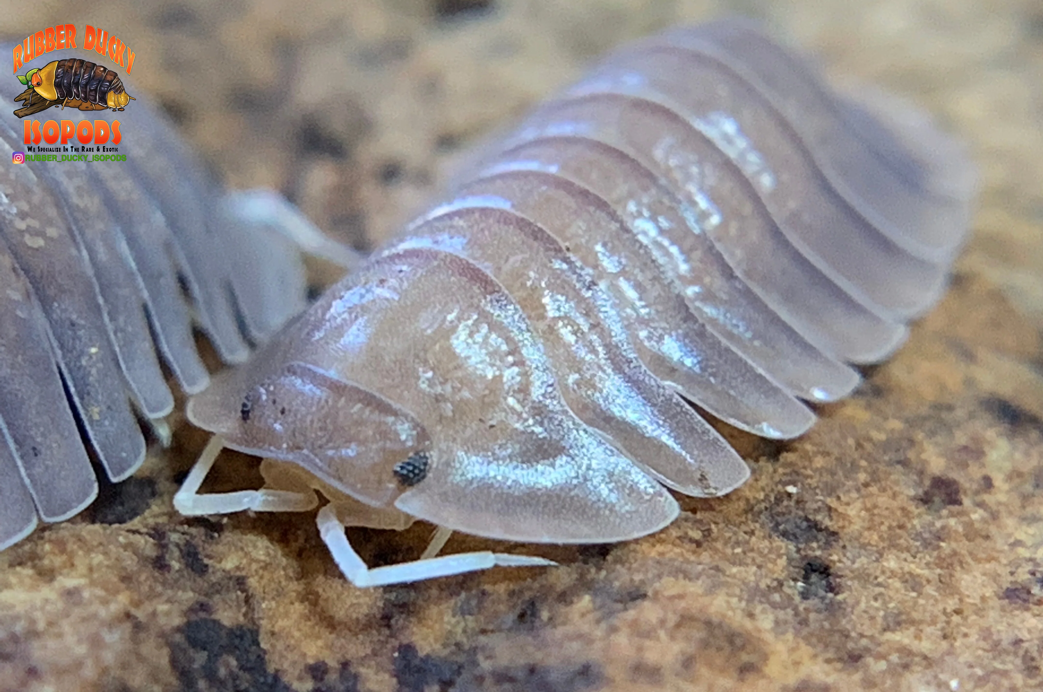 "Soil" Highly Sought After Exotic Isopods (Cubaris sp.) 6 Count - Image 5