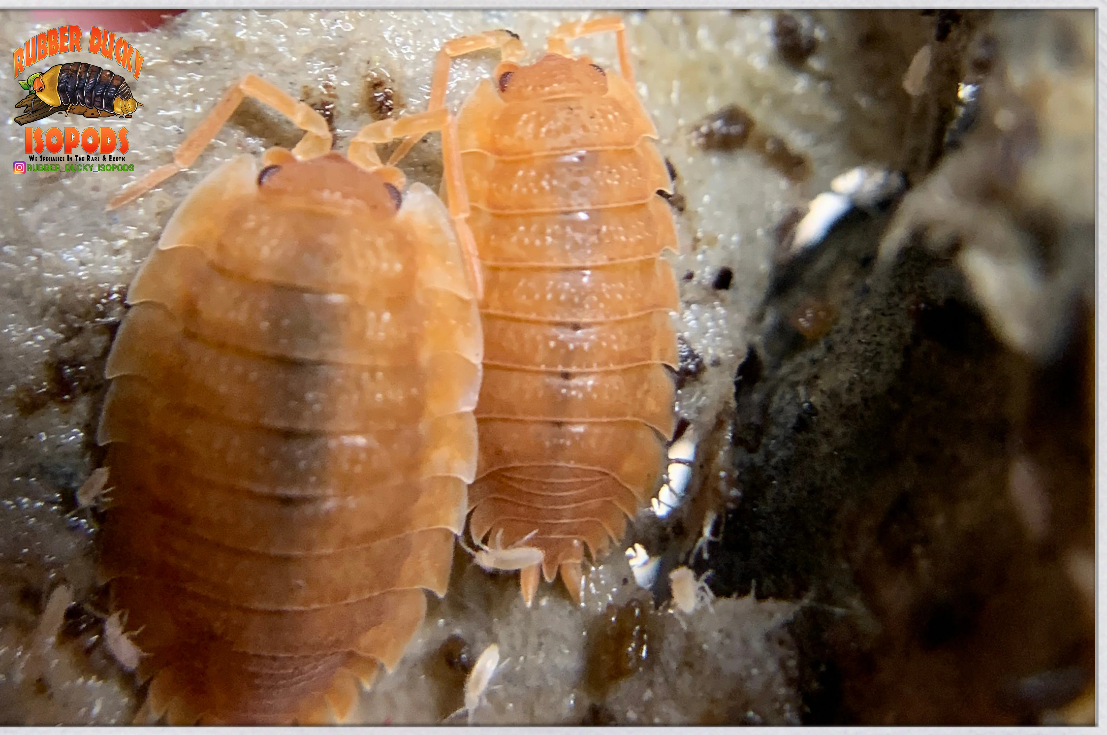 "Spanish Orange" Clean Up Crew Isopods (Porcellio scaber) 10 Count - Image 3