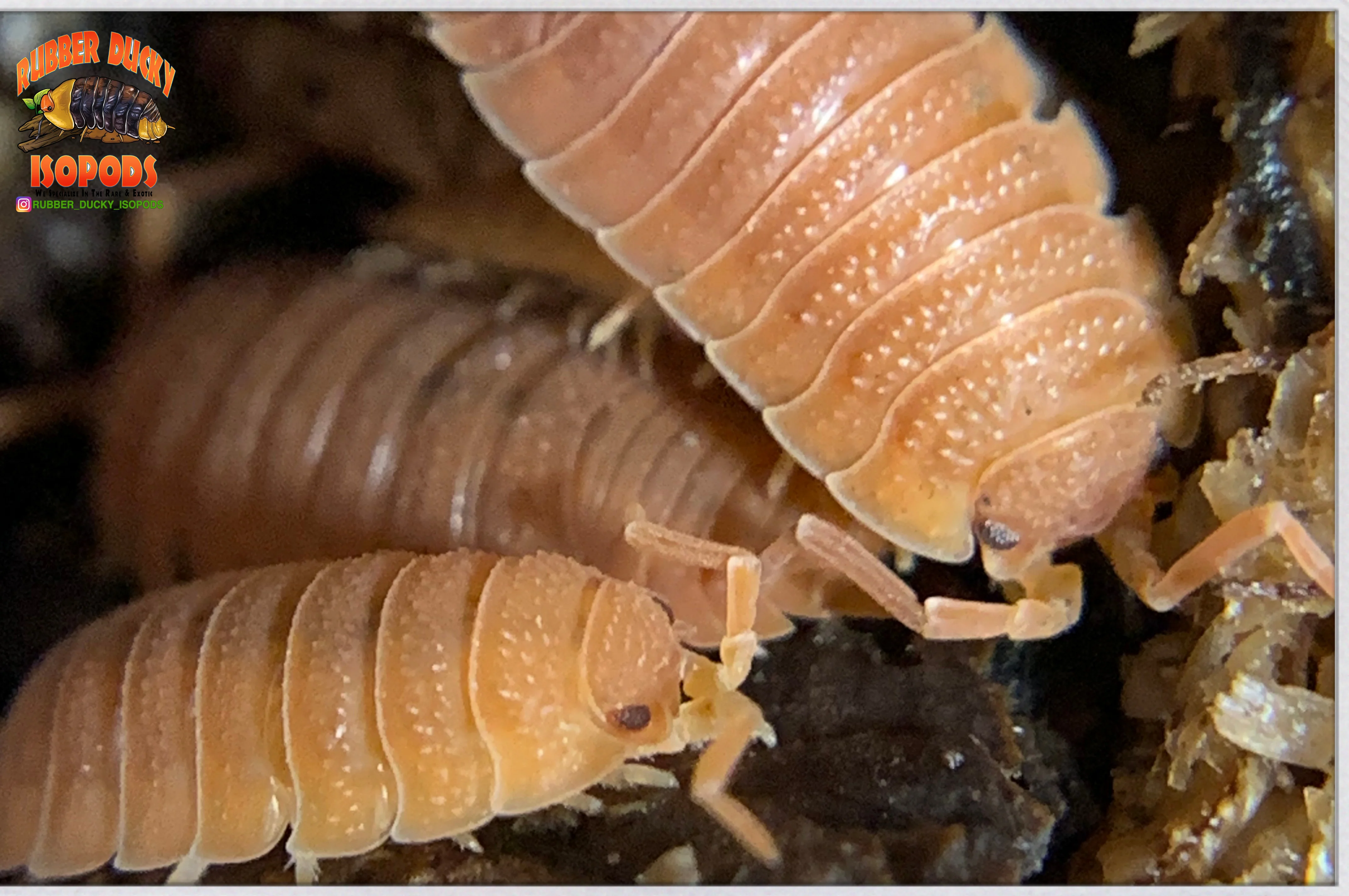 "Spanish Orange" Clean Up Crew Isopods (Porcellio scaber) 10 Count - Image 4