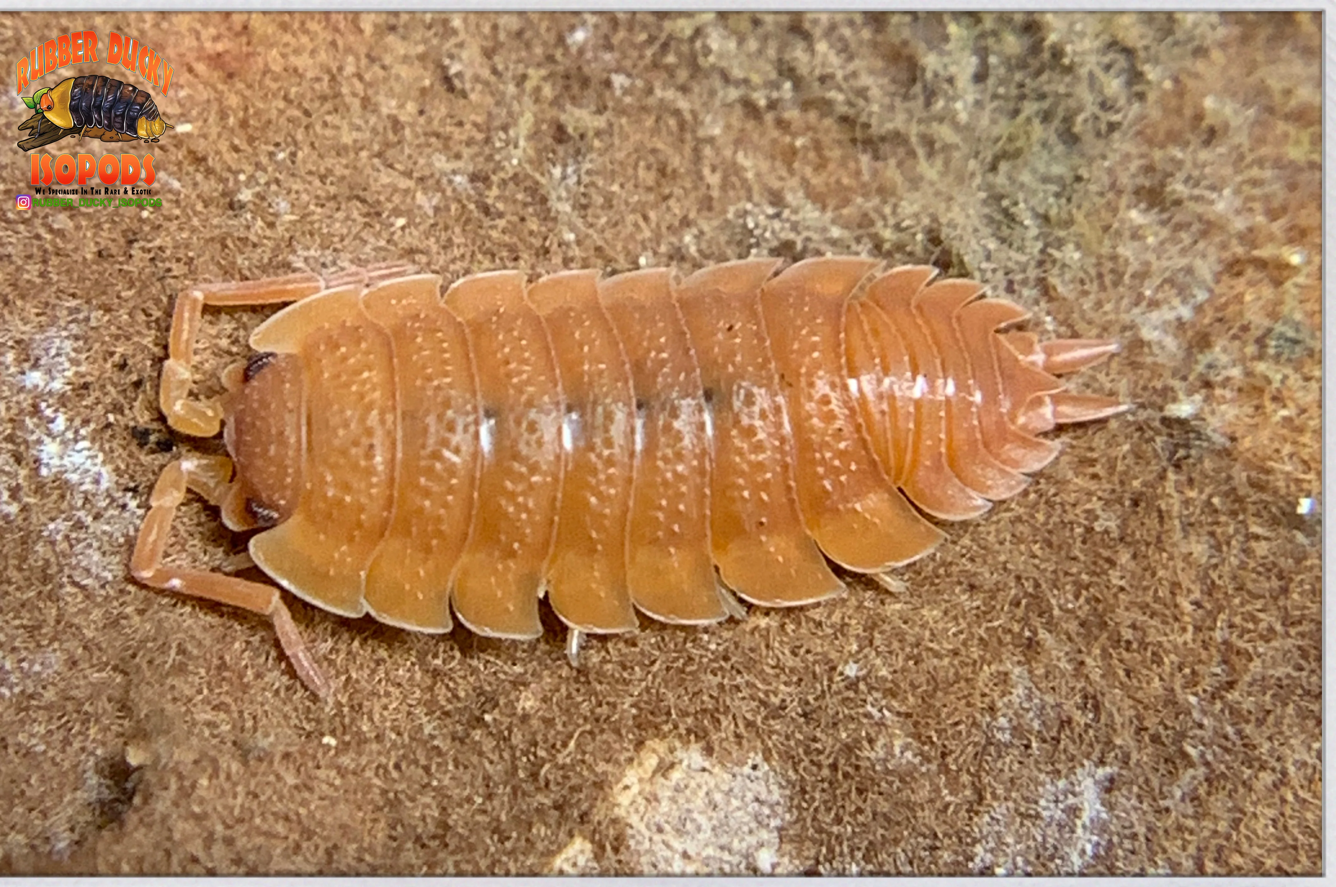 "Spanish Orange" Clean Up Crew Isopods (Porcellio scaber) 10 Count - Image 5