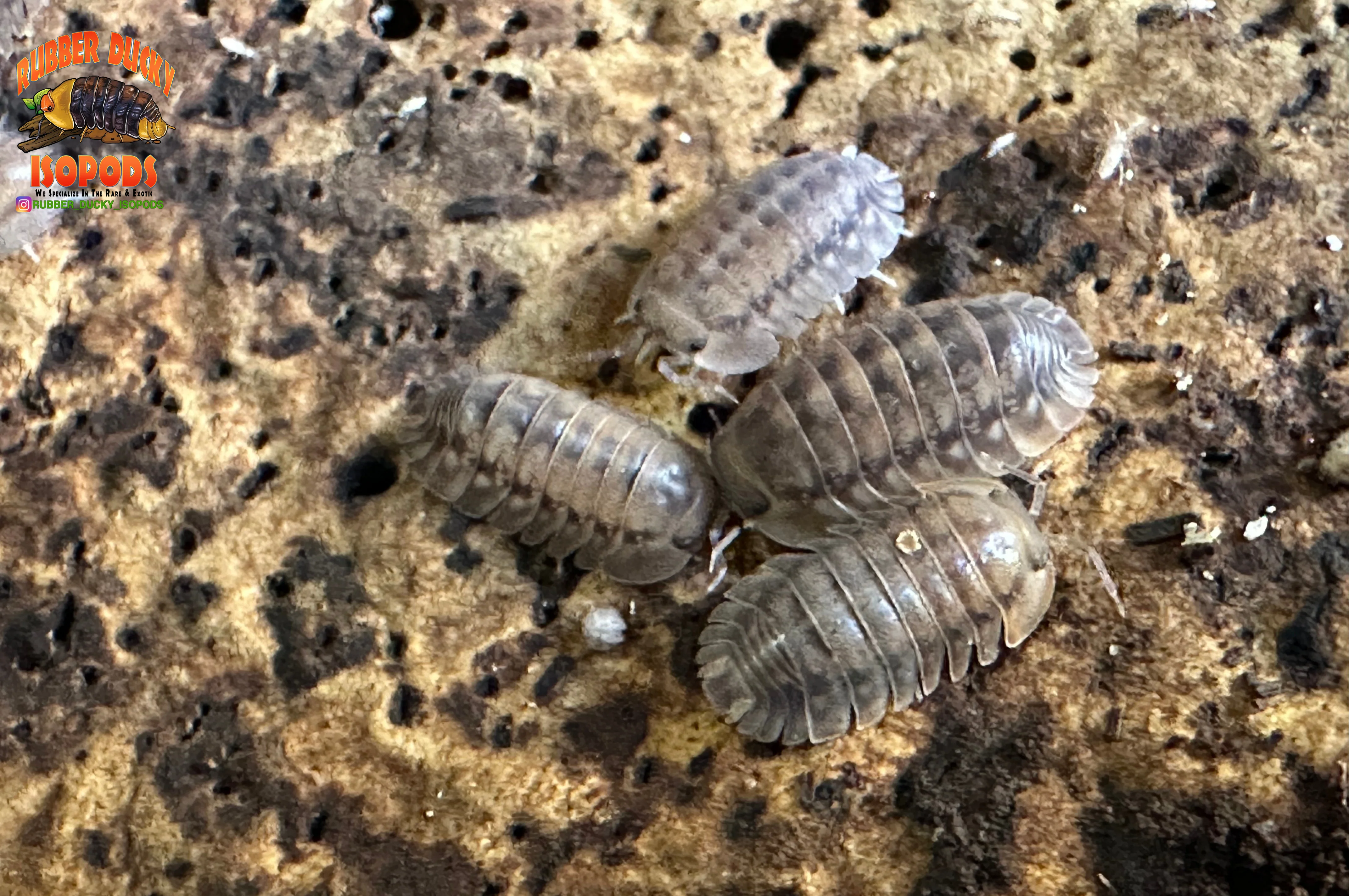 "Suga Knight" Death Row Tigers Designer Isopods (Cubaris sp) 6 Count - Image 2