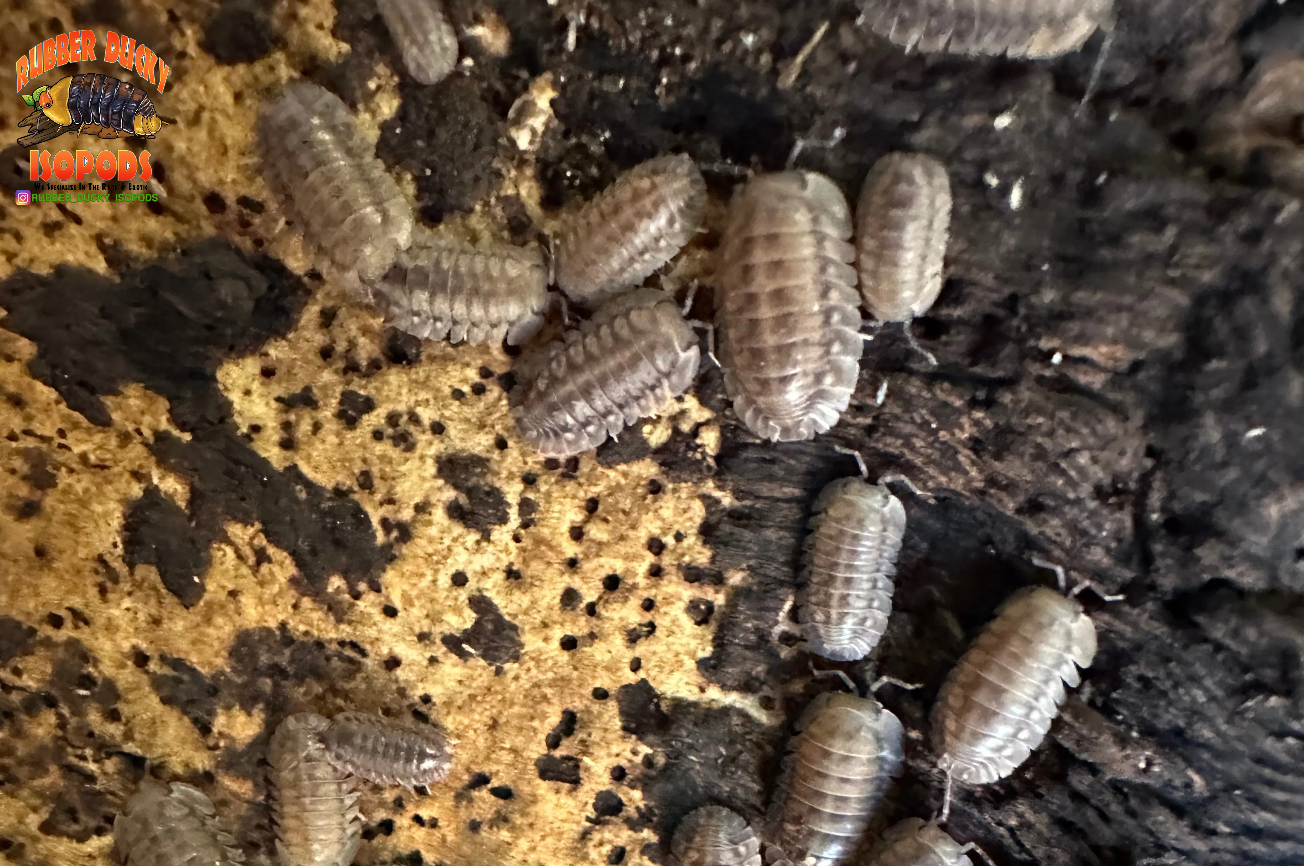 "Suga Knight" Death Row Tigers Designer Isopods (Cubaris sp) 6 Count - Image 3