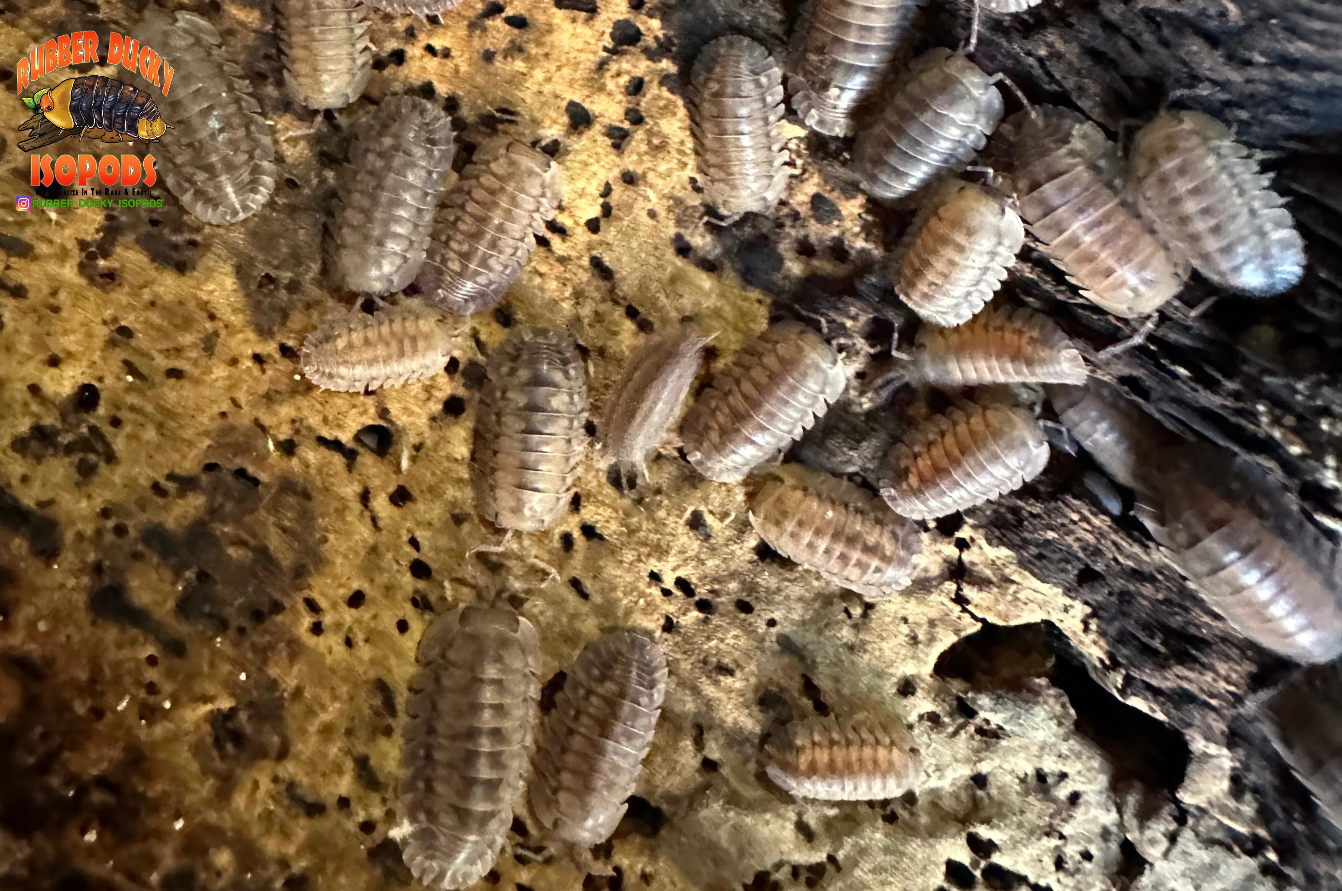 "Suga Knight" Death Row Tigers Designer Isopods (Cubaris sp) 6 Count - Image 4