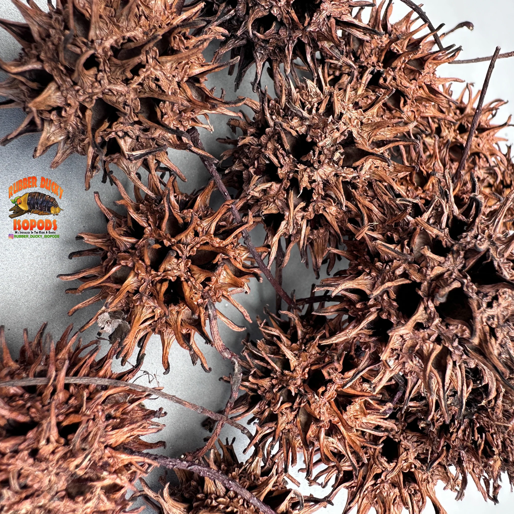 Sweet Gum Balls | Spiky Natural Decor for Isopods, Springtails & Bioactive Setups - Image 3