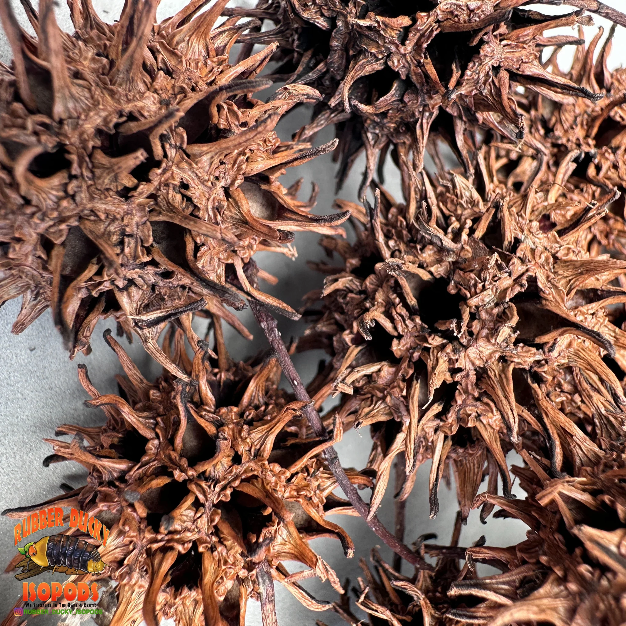 Sweet Gum Balls | Spiky Natural Decor for Isopods, Springtails & Bioactive Setups - Image 4