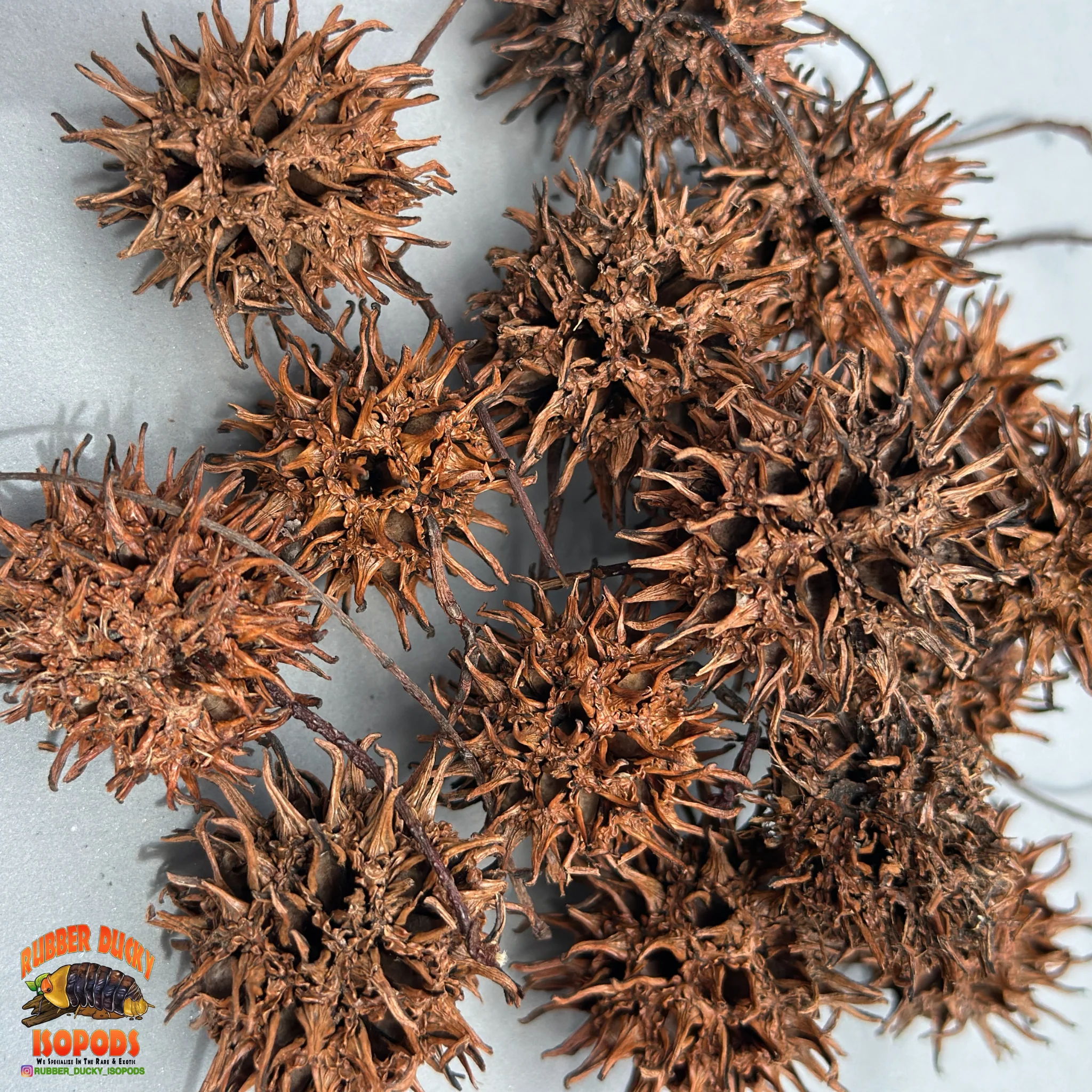 Sweet Gum Balls | Spiky Natural Decor for Isopods, Springtails & Bioactive Setups - Image 5