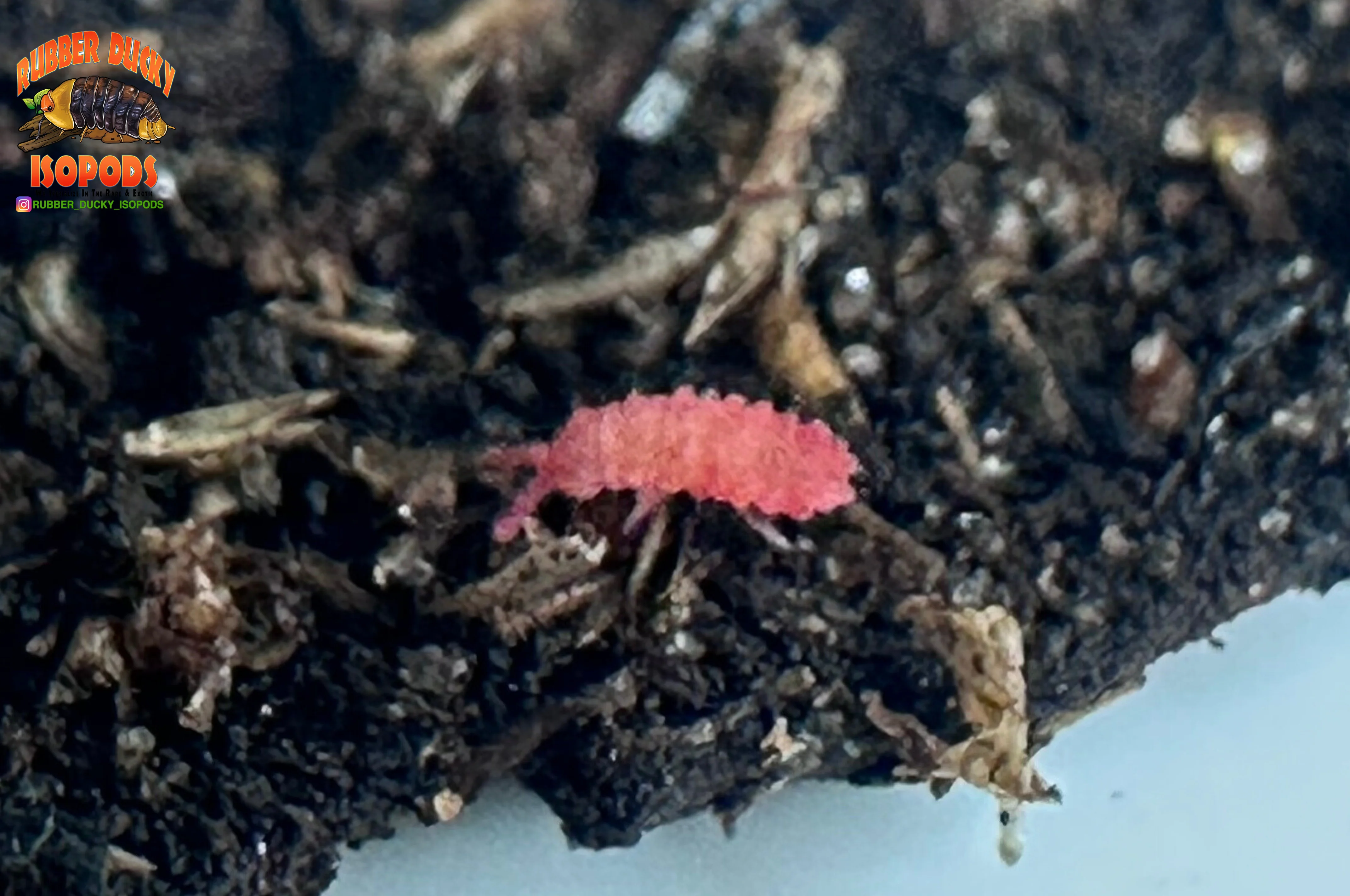 "Thai Red Springtails"  BRIGHT Red Designer Springtails (Lobella sp) - Image 3