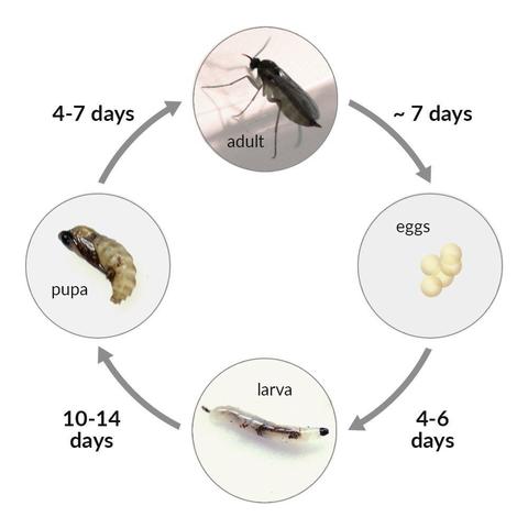 The Biodiversity Fungus Gnat Eradicator (Rove Beetle, Predatory Mites) - Image 4
