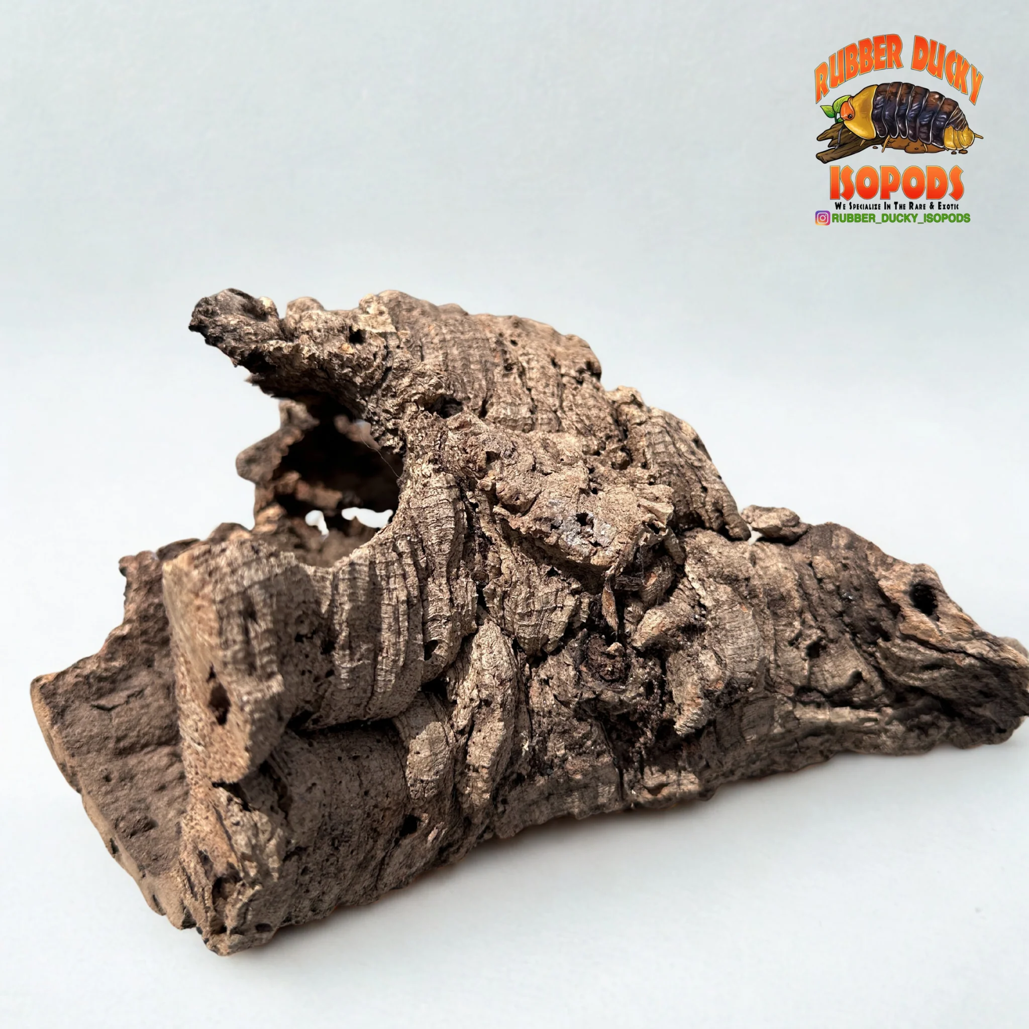 Virgin Cork Bark - Medium Rounds - Isopod & Reptile Hides | Bioactive Decor - Image 6