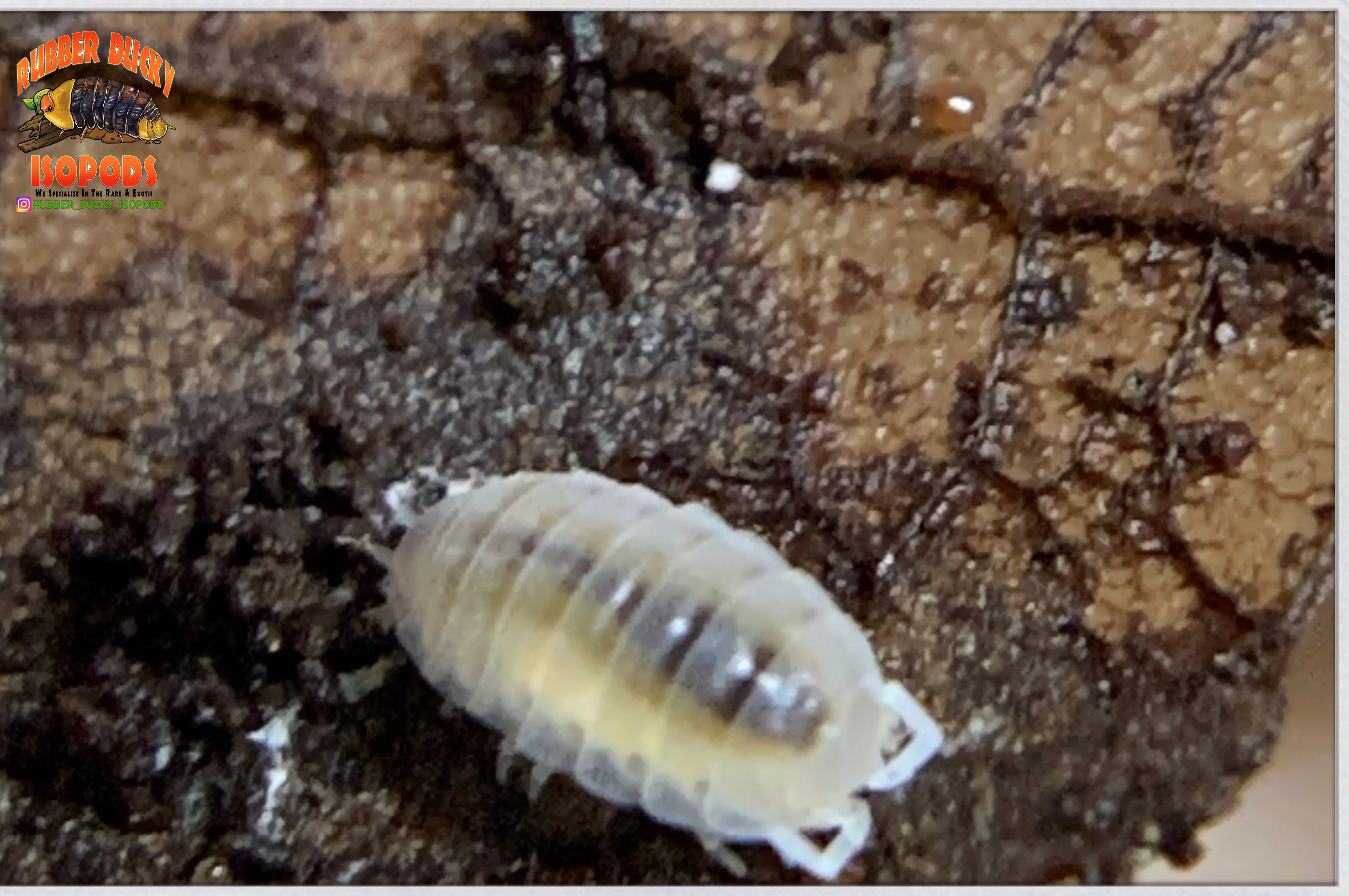 "Dwarf White" Small Clean Up Isopods (Trichorhina tomentosa) 20+ Count - Image 3