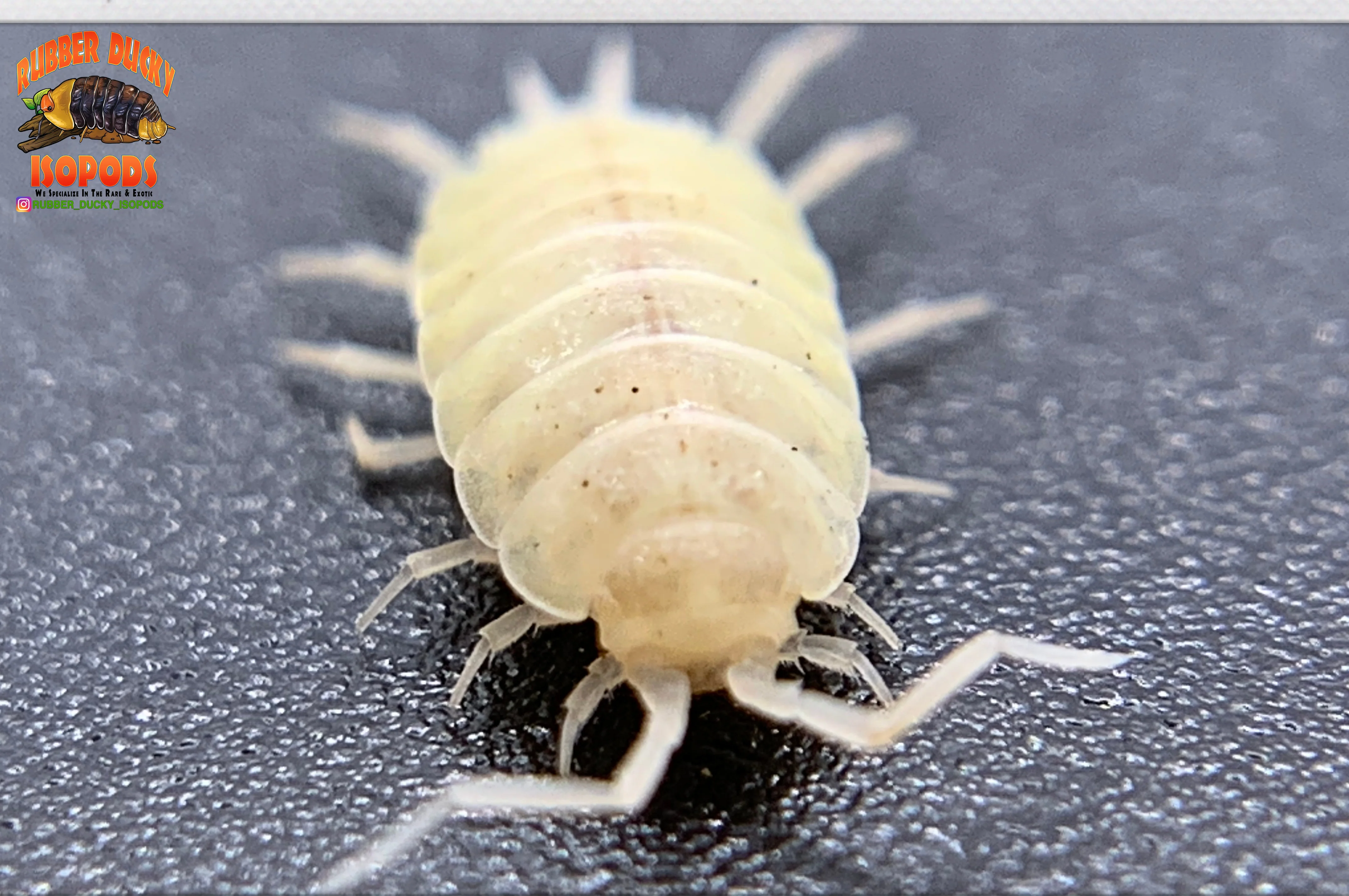 "White Out" Clean Up Crew Isopods (Porcellionides pruinosus) 10 Count - Image 3