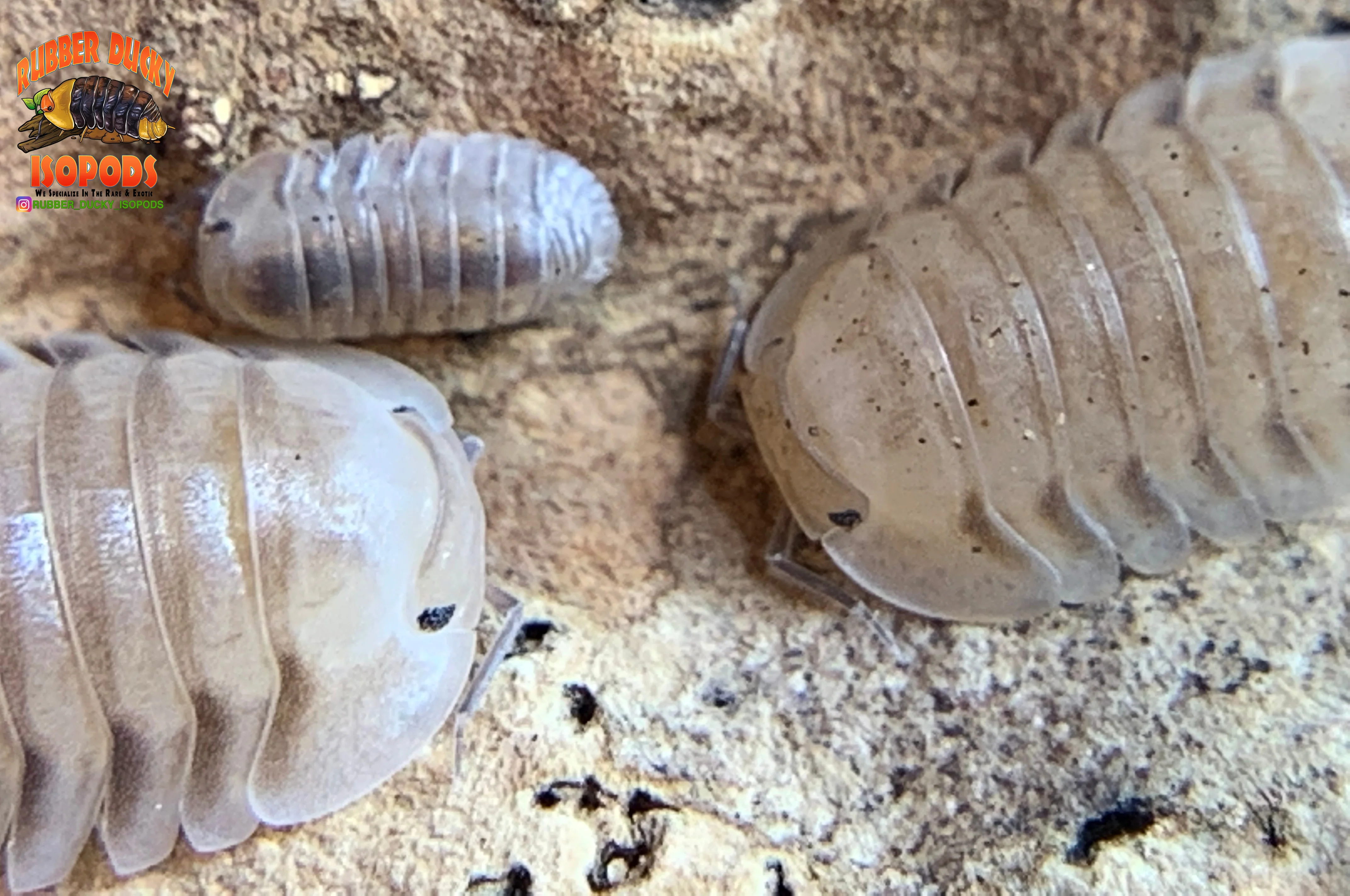 "White Pigeon" Sought After Designer Isopods (Cubaris sp) 6 Count - Image 2