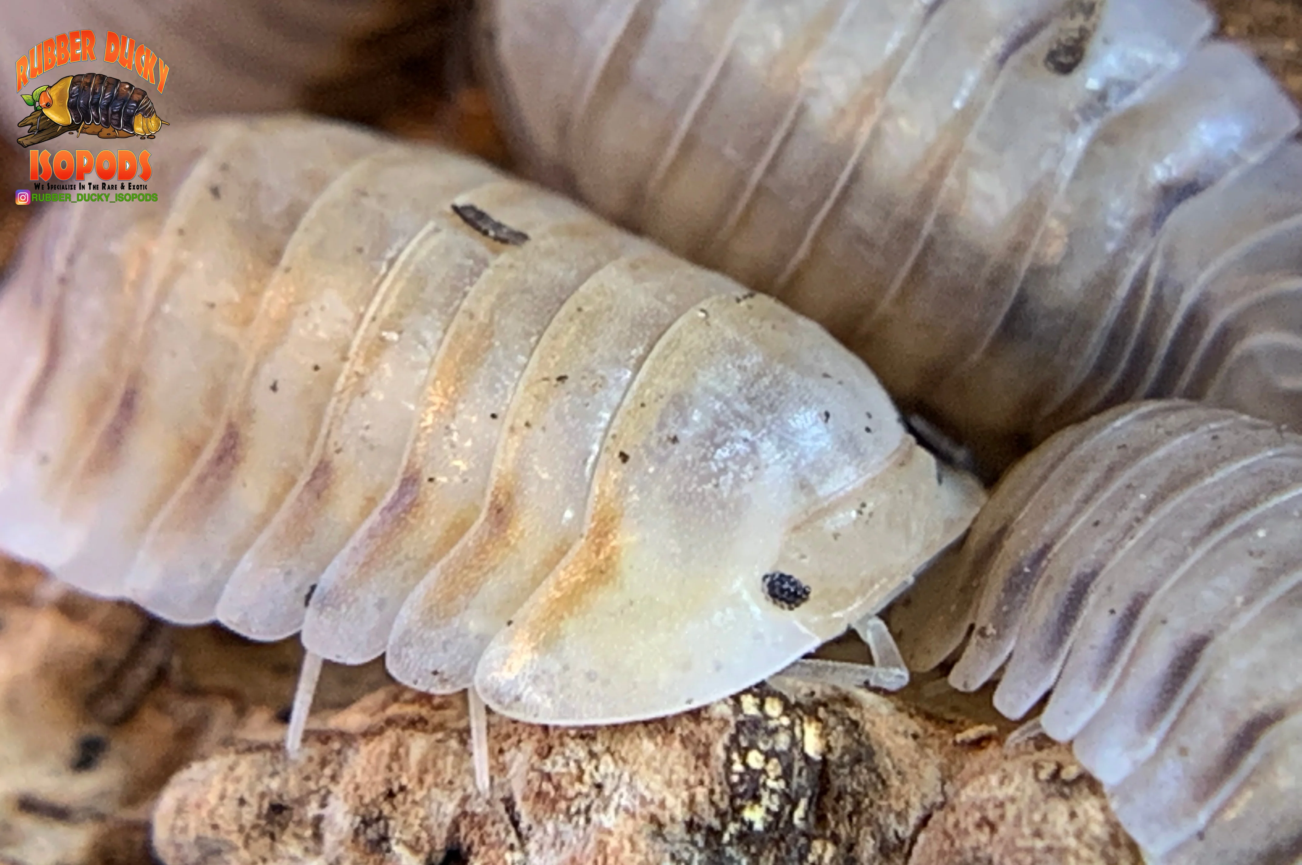 "White Pigeon" Sought After Designer Isopods (Cubaris sp) 6 Count - Image 3