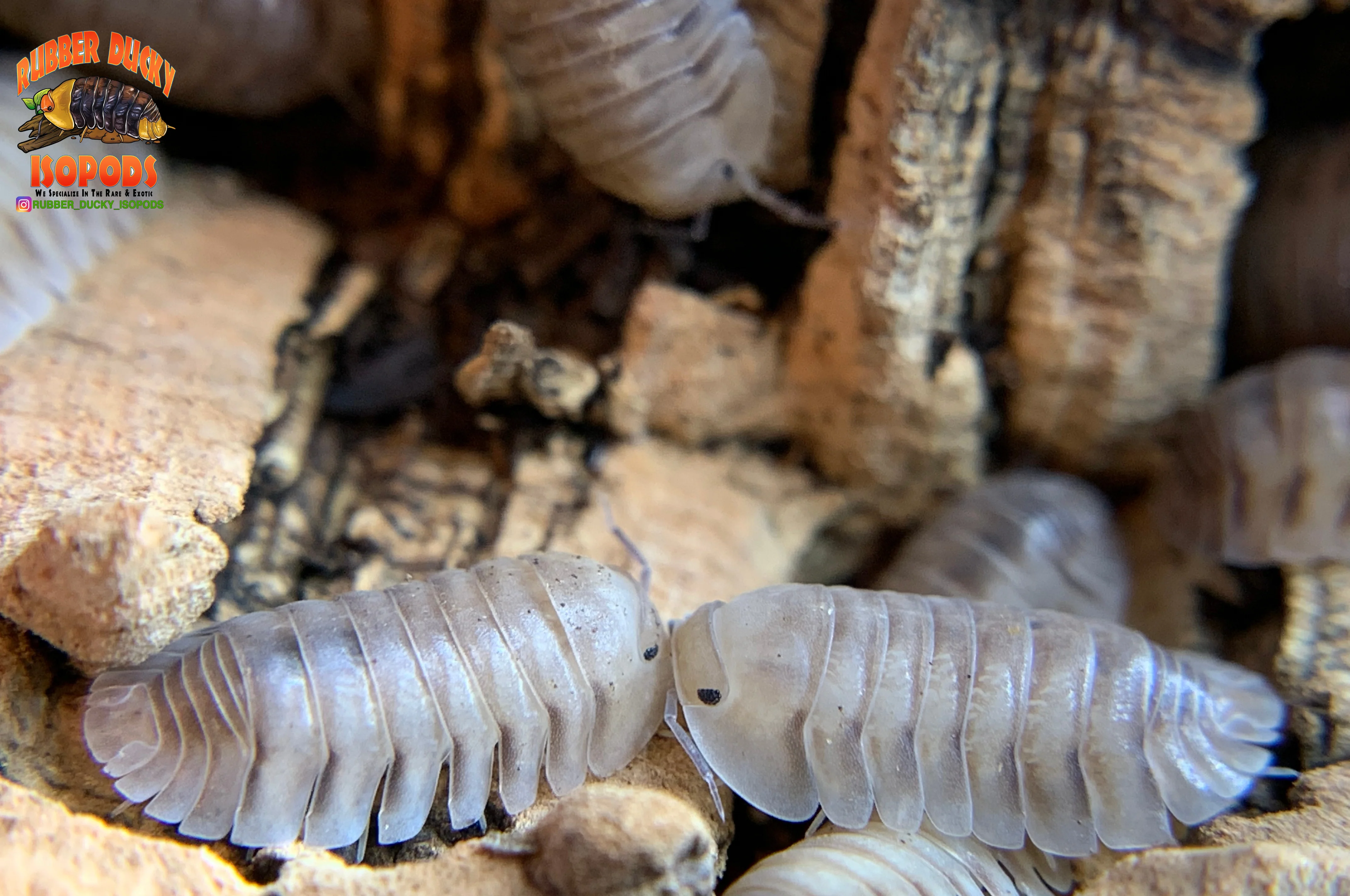 "White Pigeon" Sought After Designer Isopods (Cubaris sp) 6 Count - Image 4