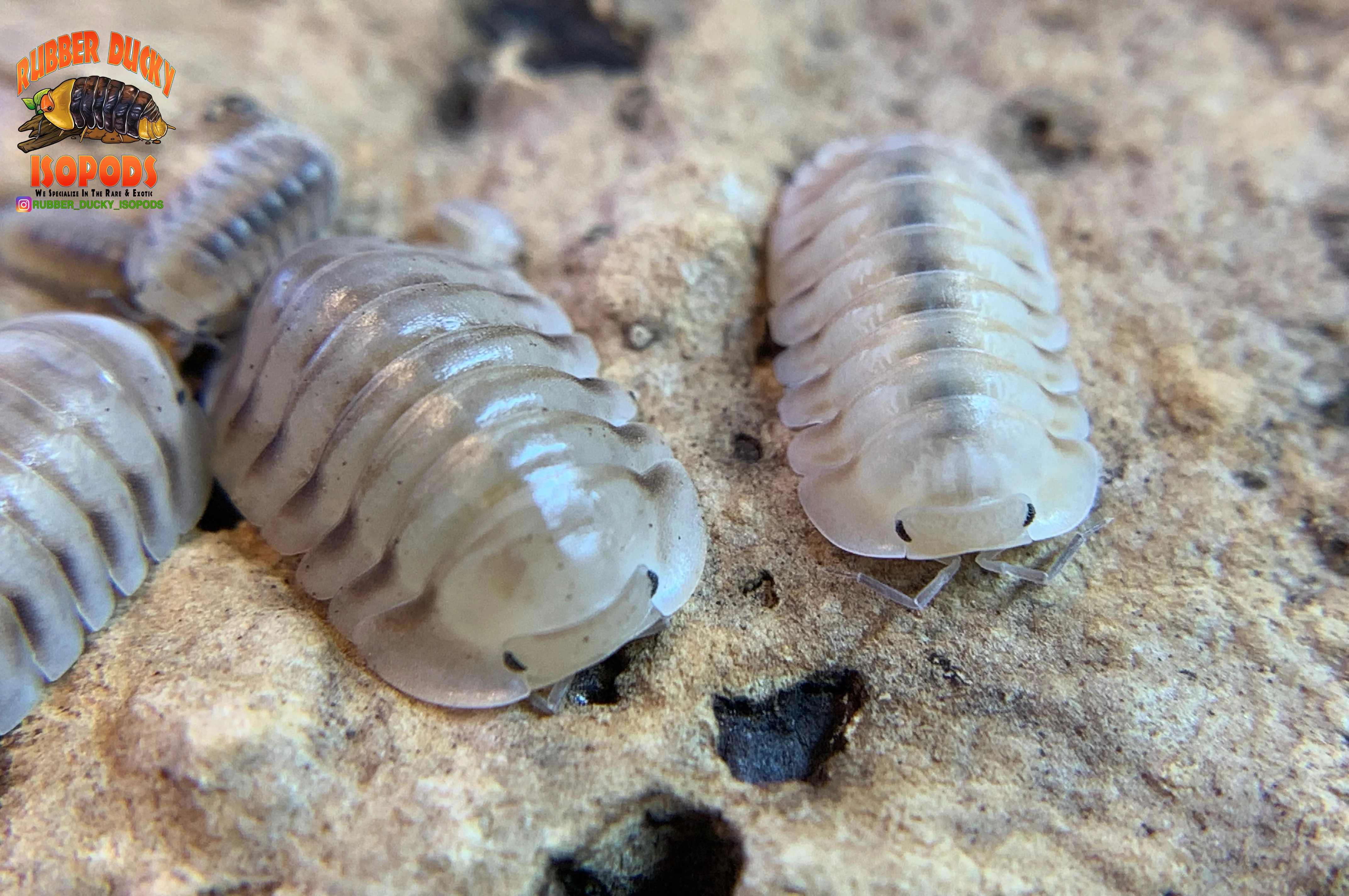 "White Pigeon" Sought After Designer Isopods (Cubaris sp) 6 Count - Image 5