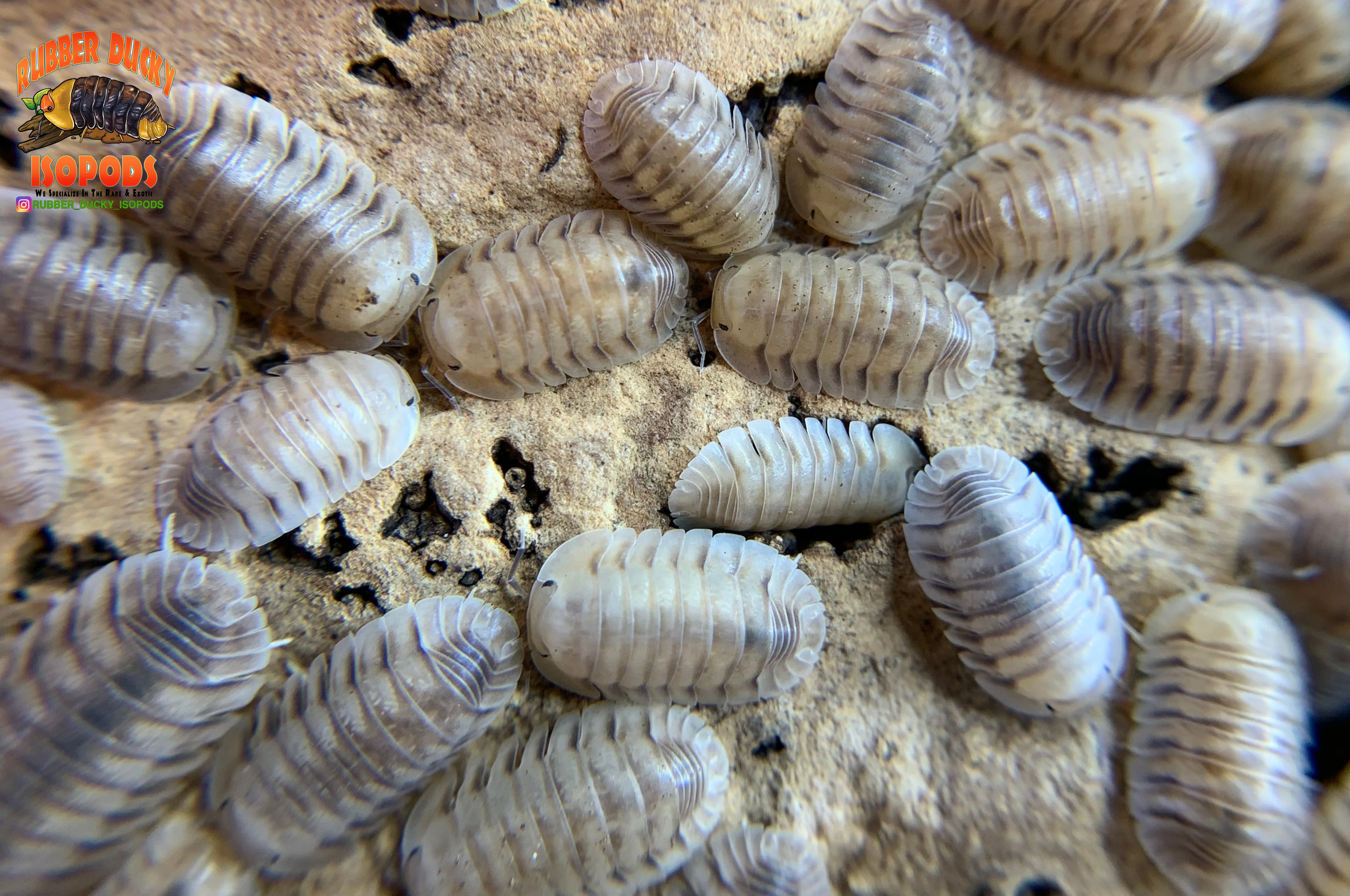 "White Pigeon" Sought After Designer Isopods (Cubaris sp) 6 Count - Image 6