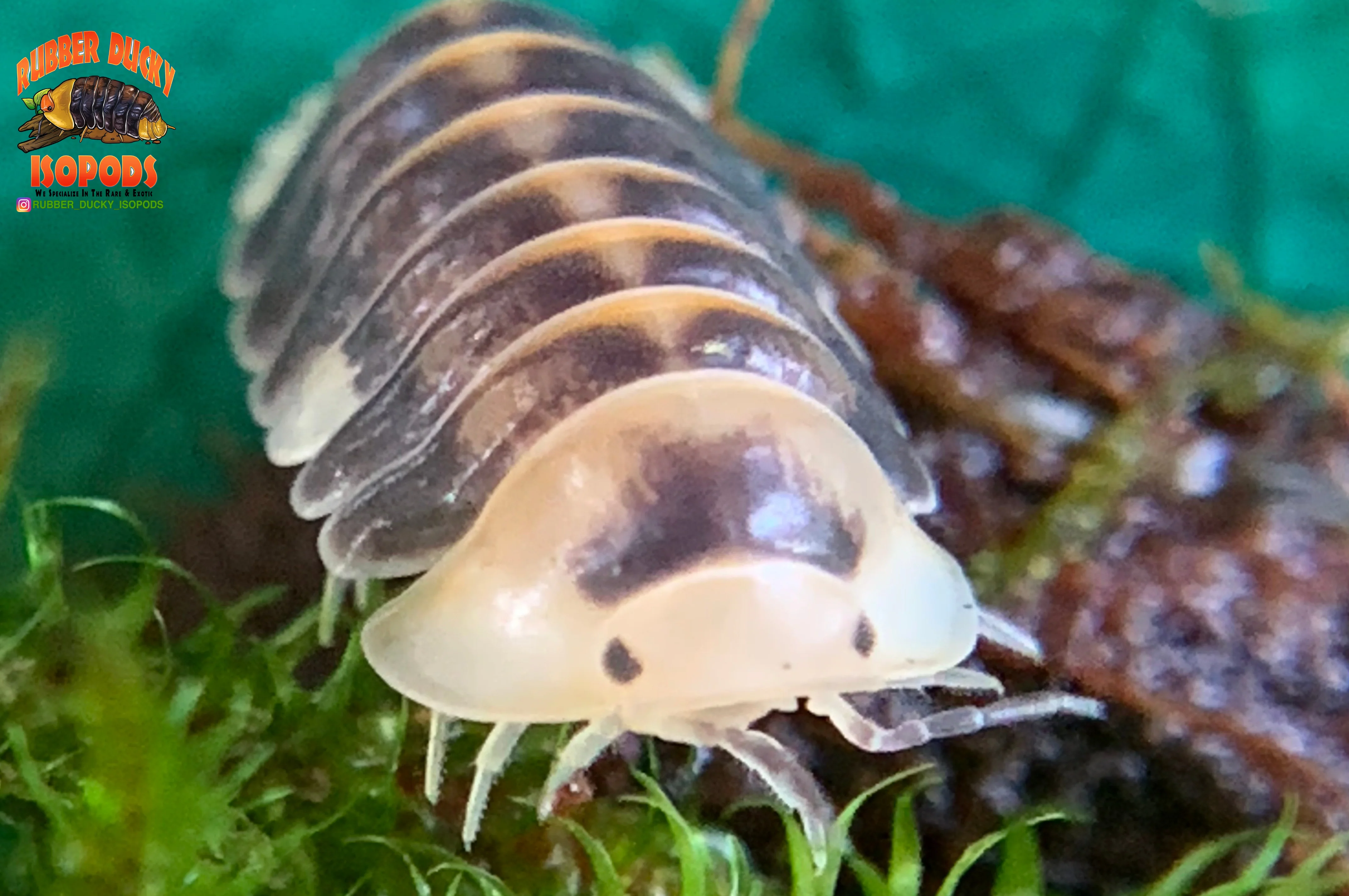 "White Rubber Ducky" High End Designer Isopods (Cubaris sp.) 6 Count - Image 2