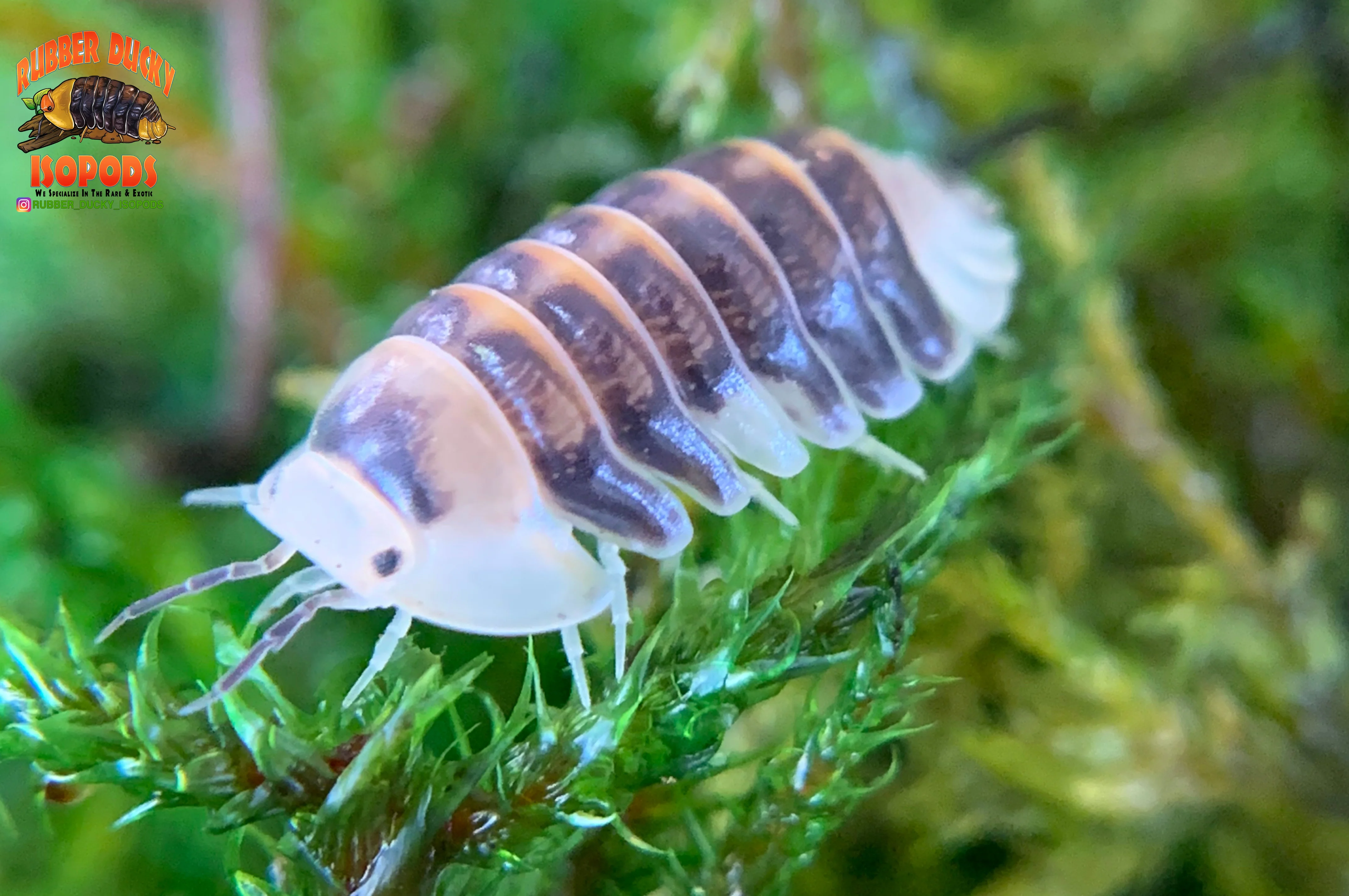 "White Rubber Ducky" High End Designer Isopods (Cubaris sp.) 6 Count - Image 3